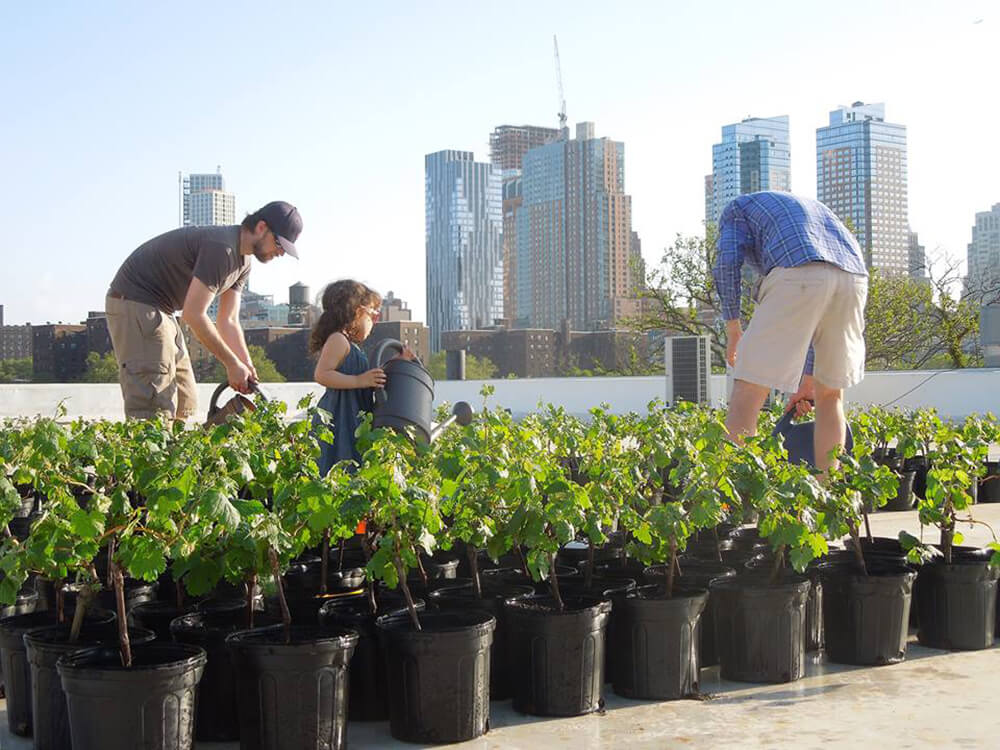 Brooklyn Navy Yard Rooftop Reds Vineyard Untapped Cities Tour