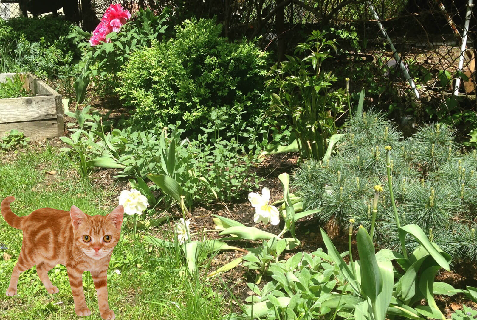 cat nuisance garden