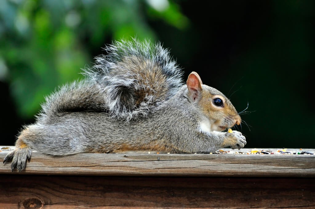 squirrel removal attic damage