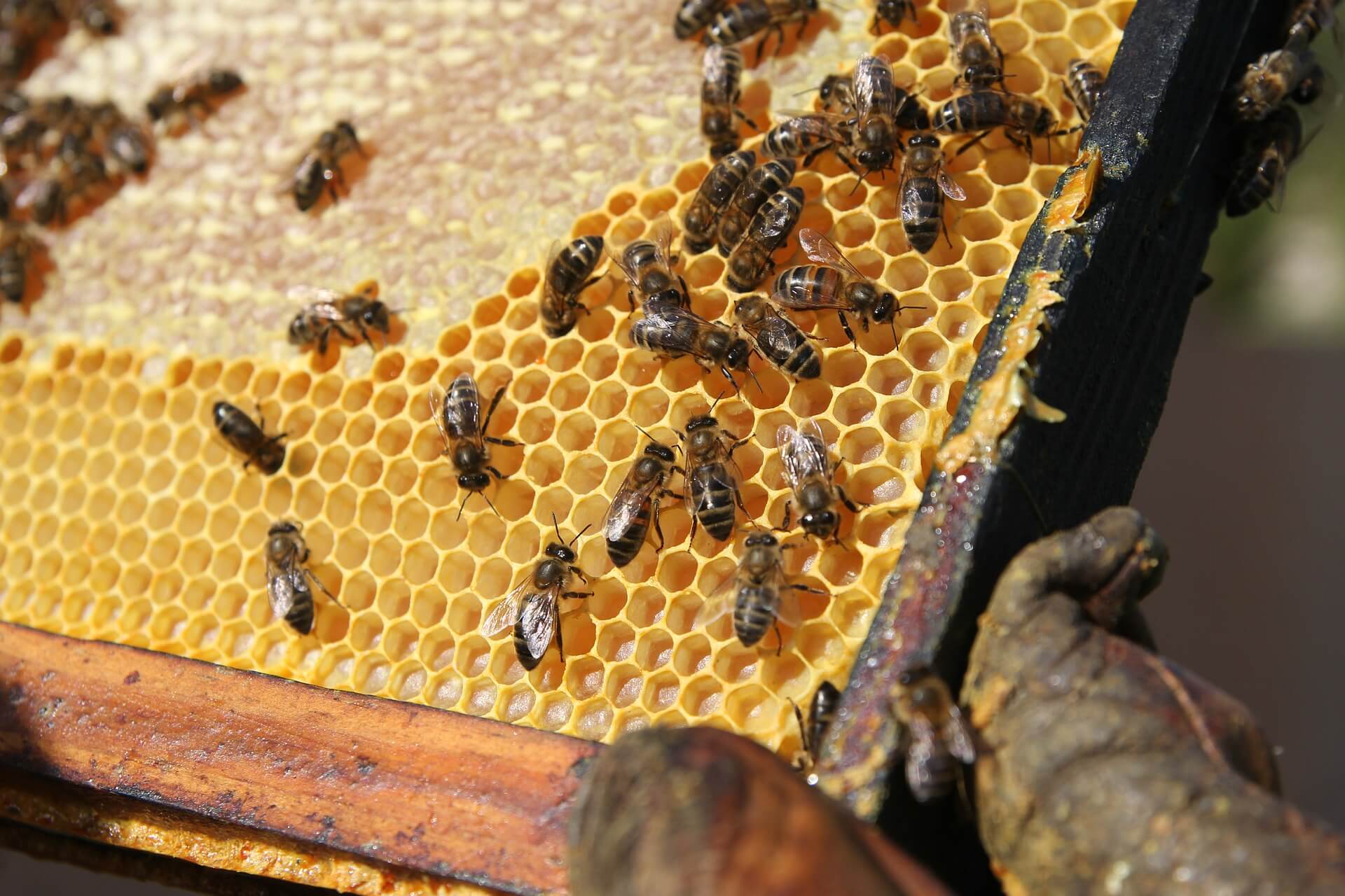 urban beehive roof installation