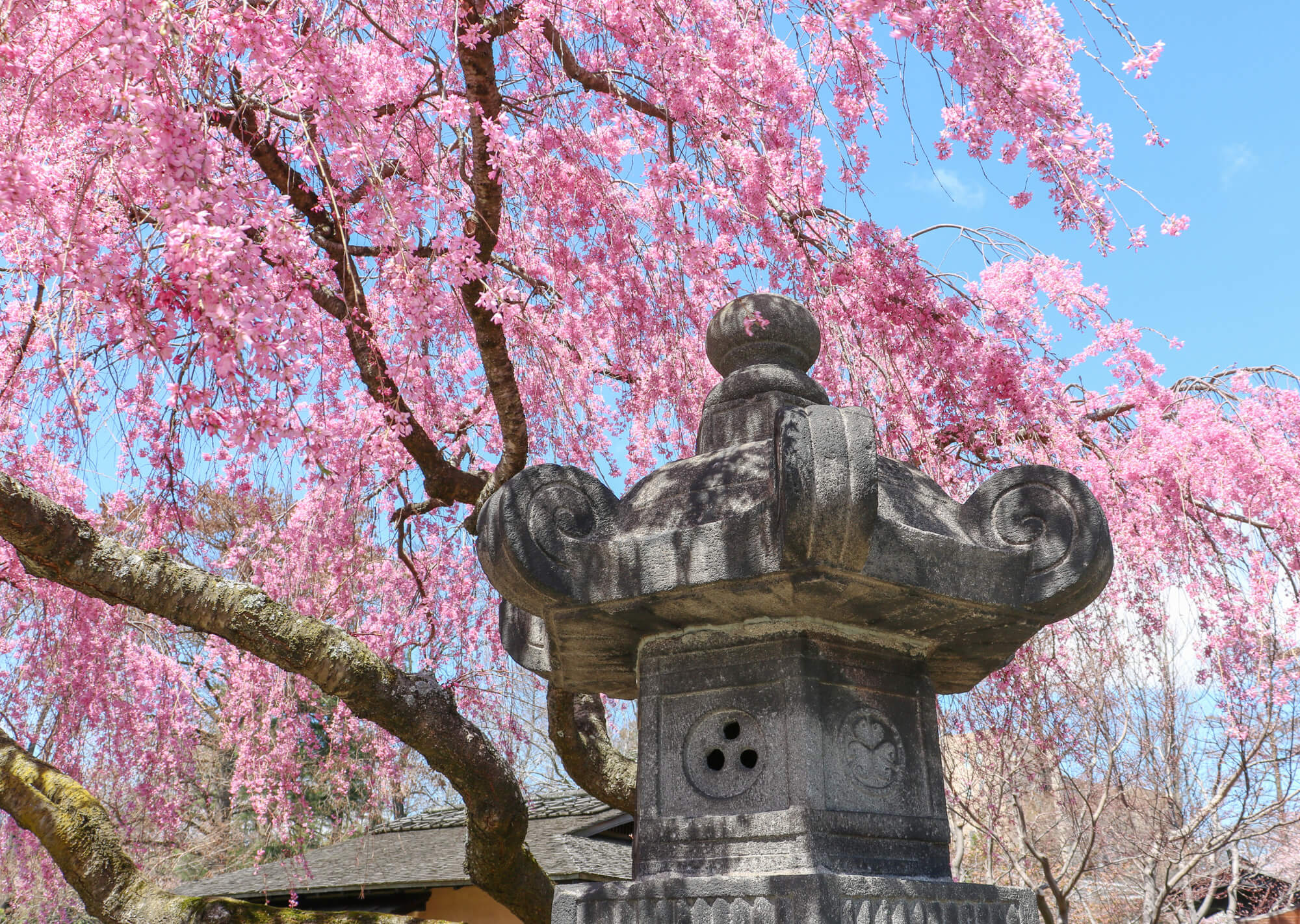 Cherry Trees Spring Into Bloom At The Brooklyn Botanic Garden