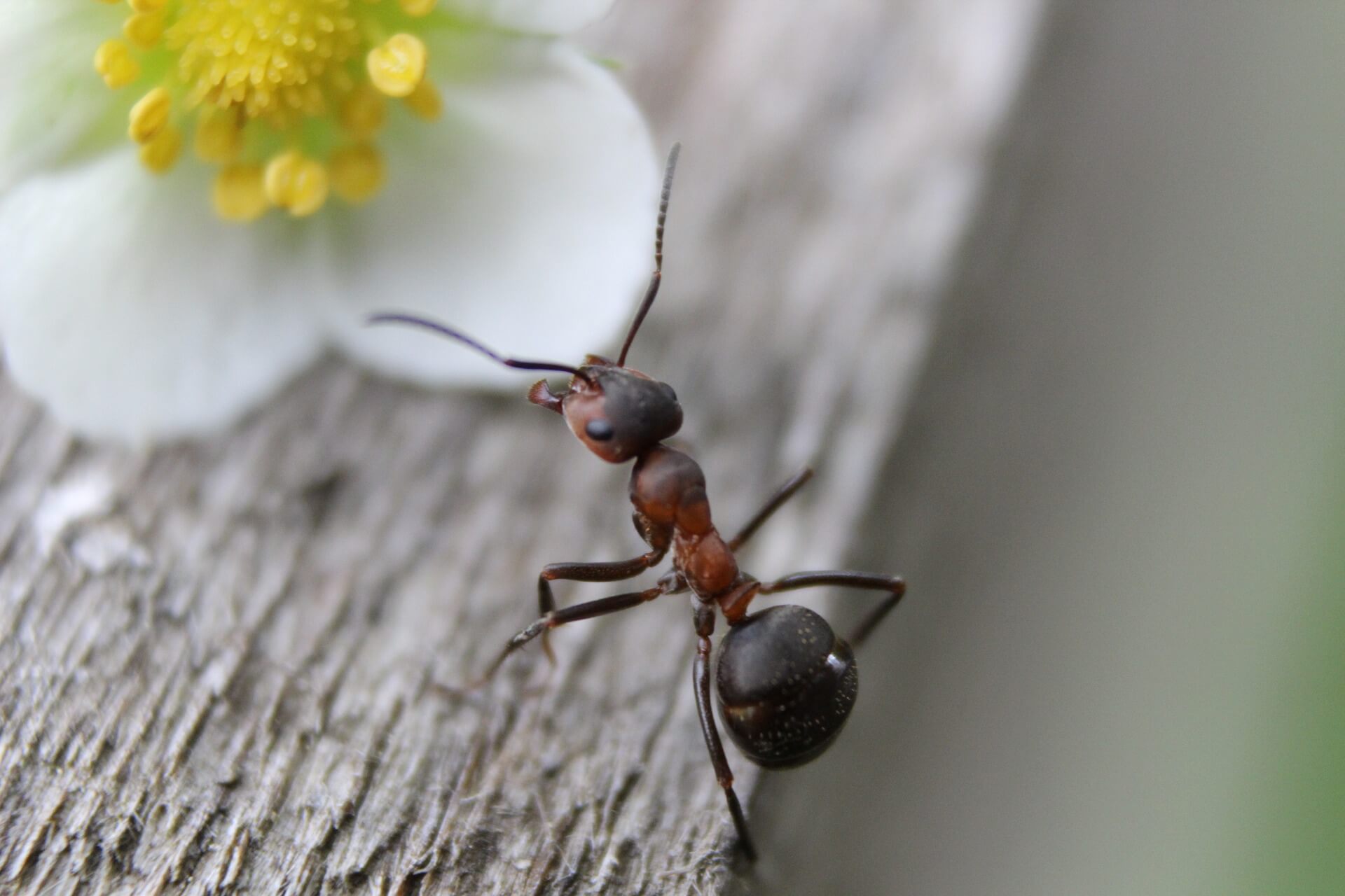 ants indoors pest control