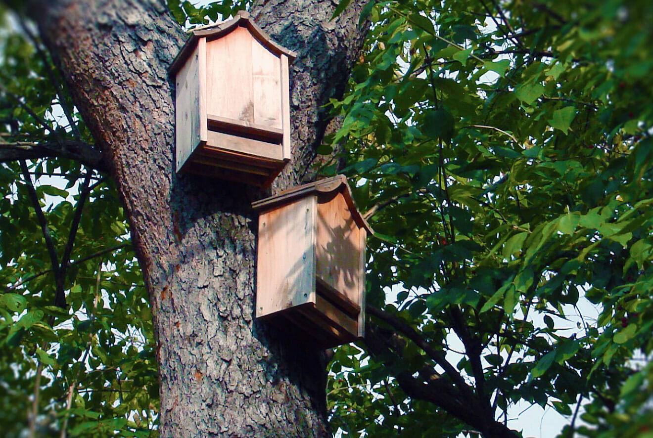 attracting bats backyard bat house