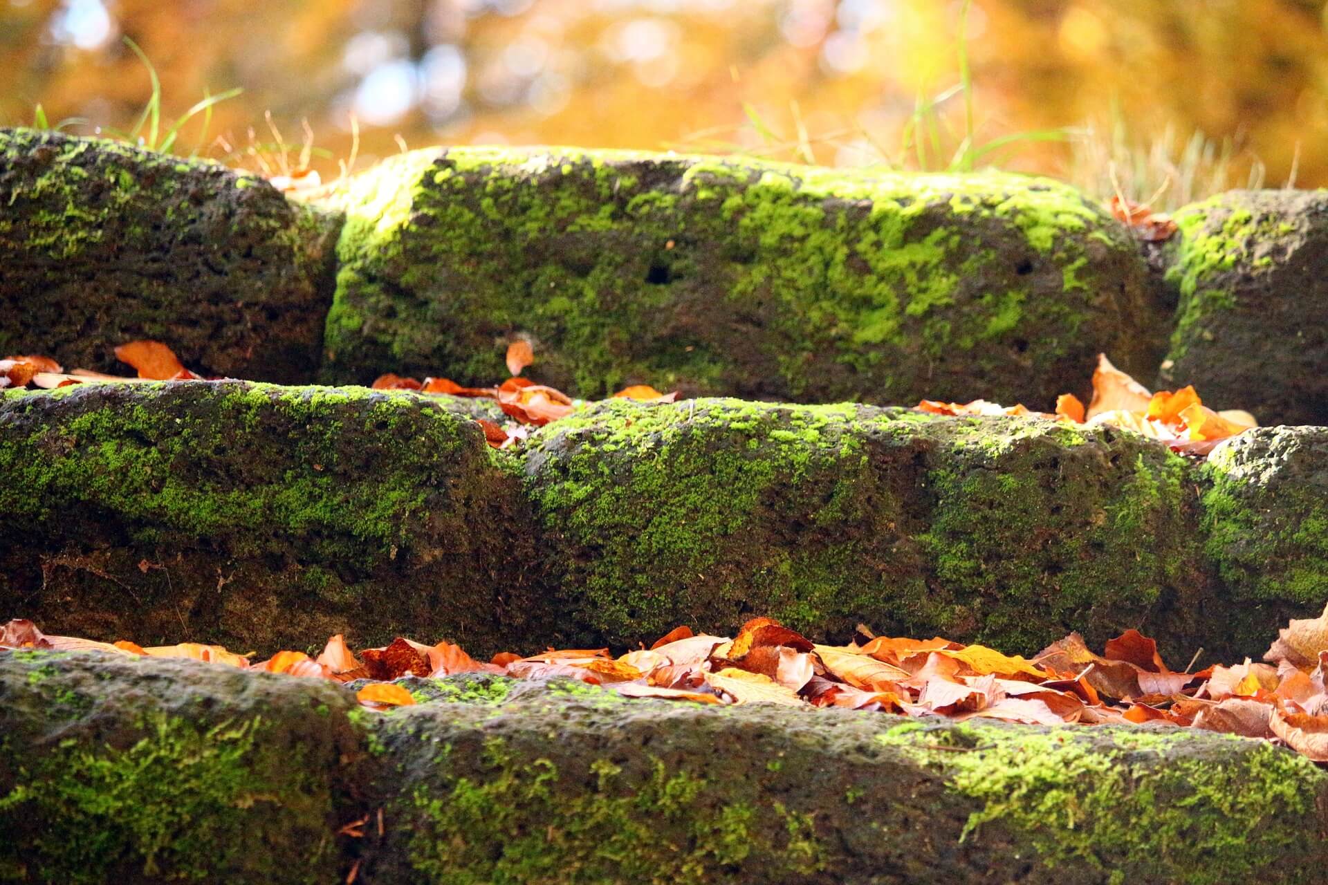 cleaning moss green growth stoop