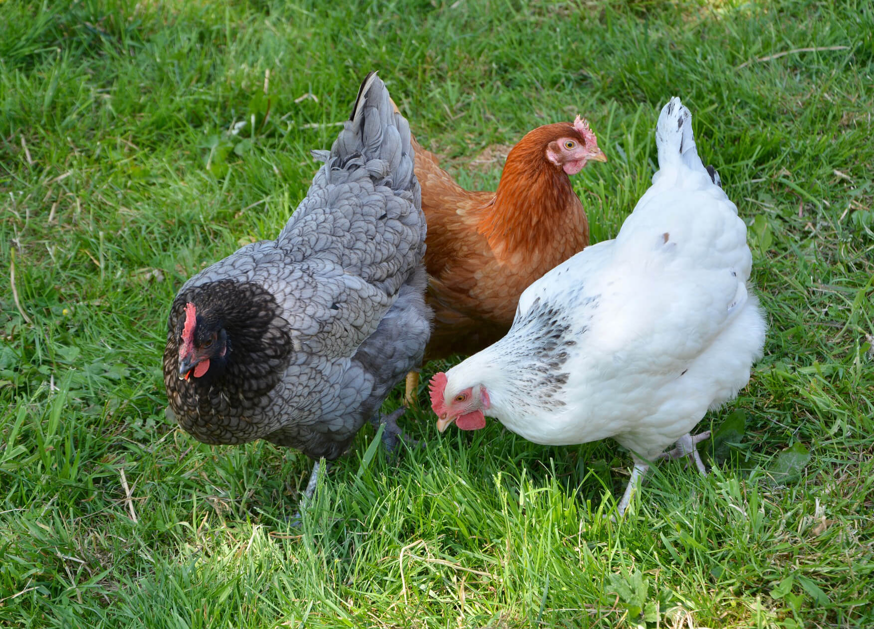 How To Raise Chickens In A Brooklyn Backyard Brownstoner
