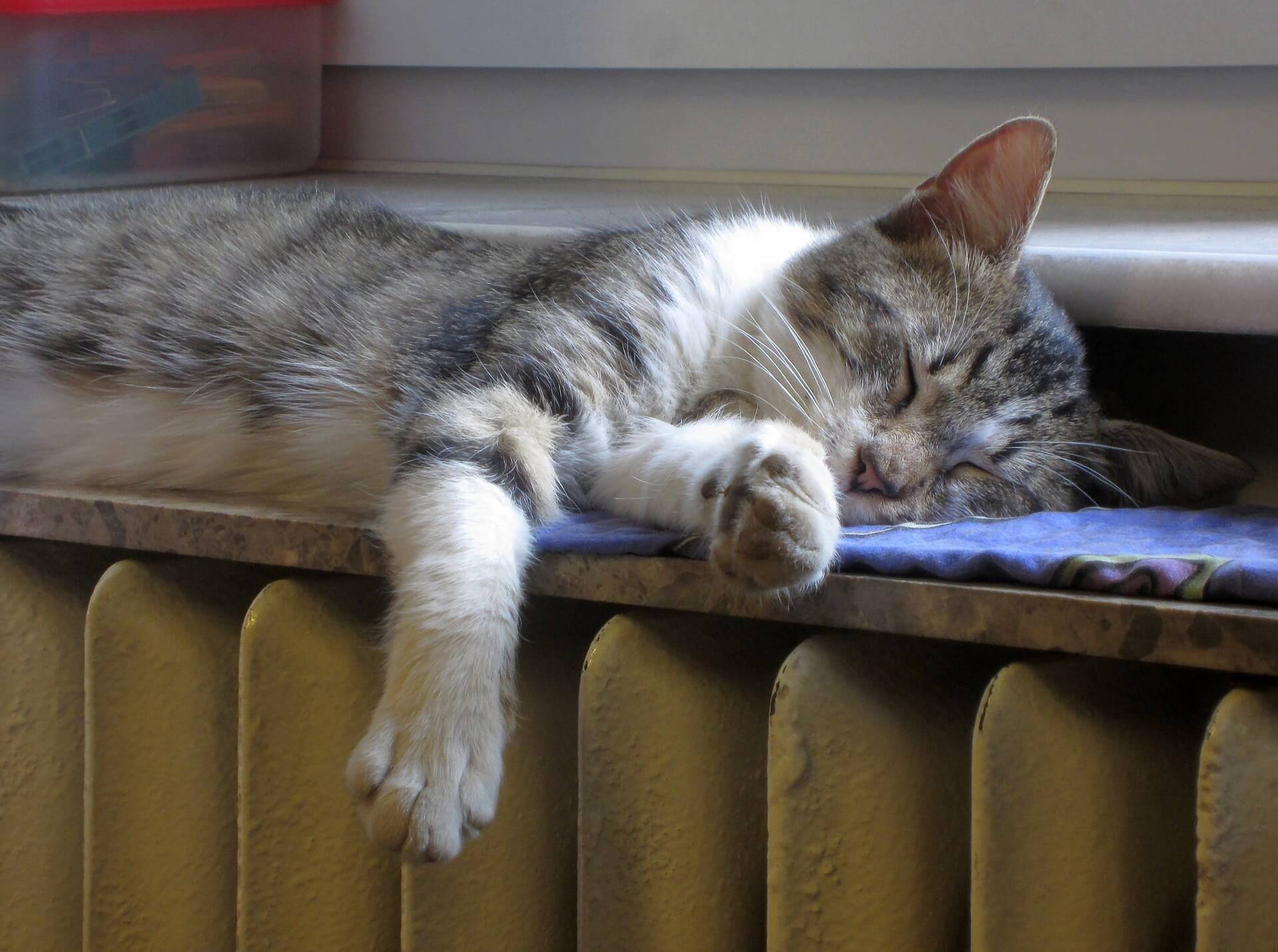 cat on radiator