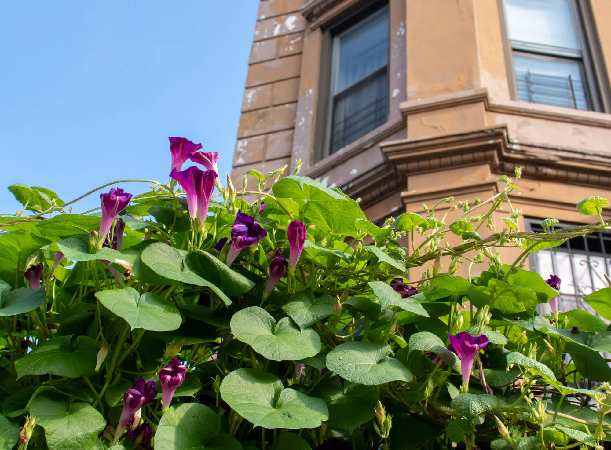 bed stuy hancock street