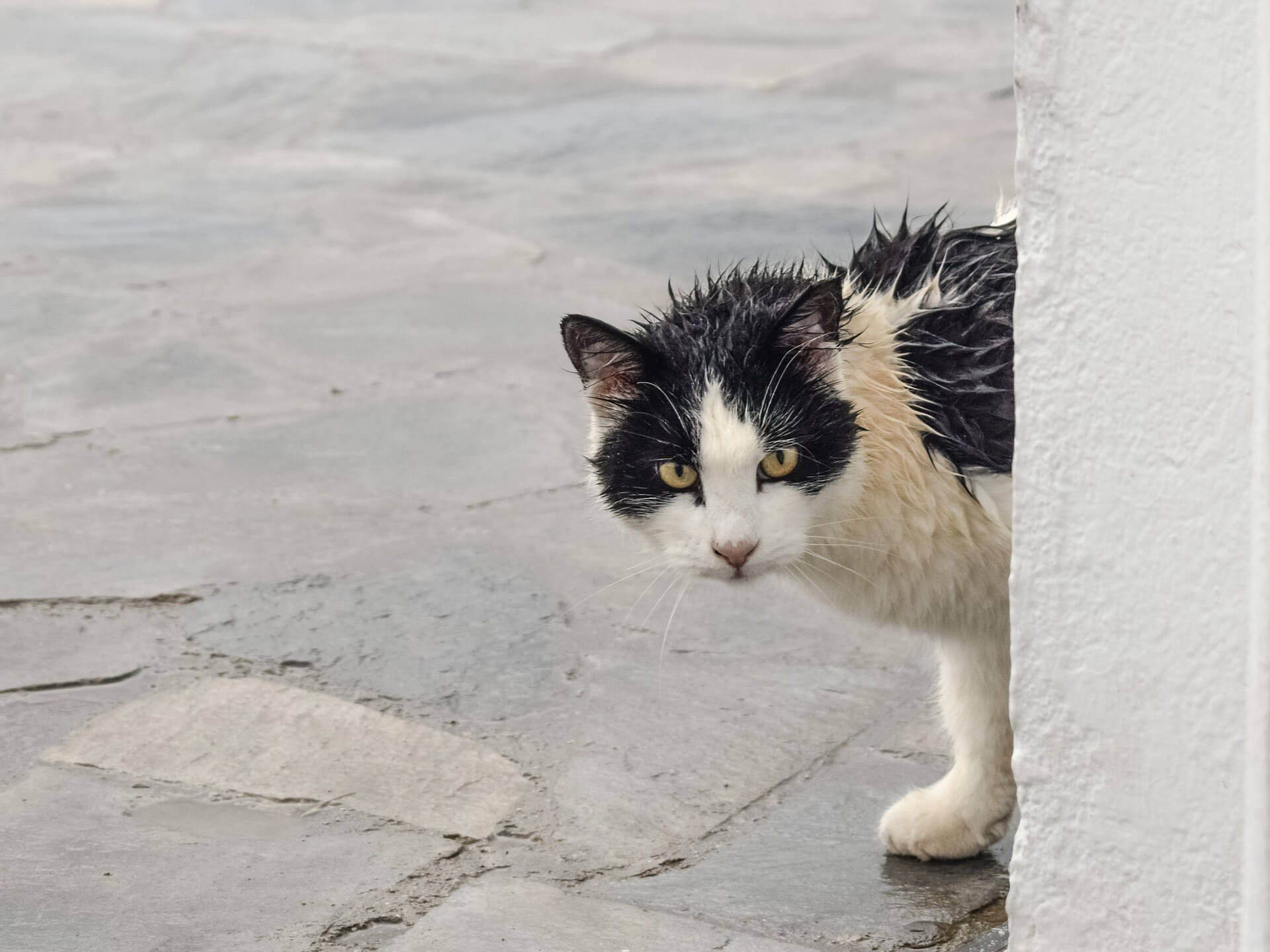 feeding stray animals