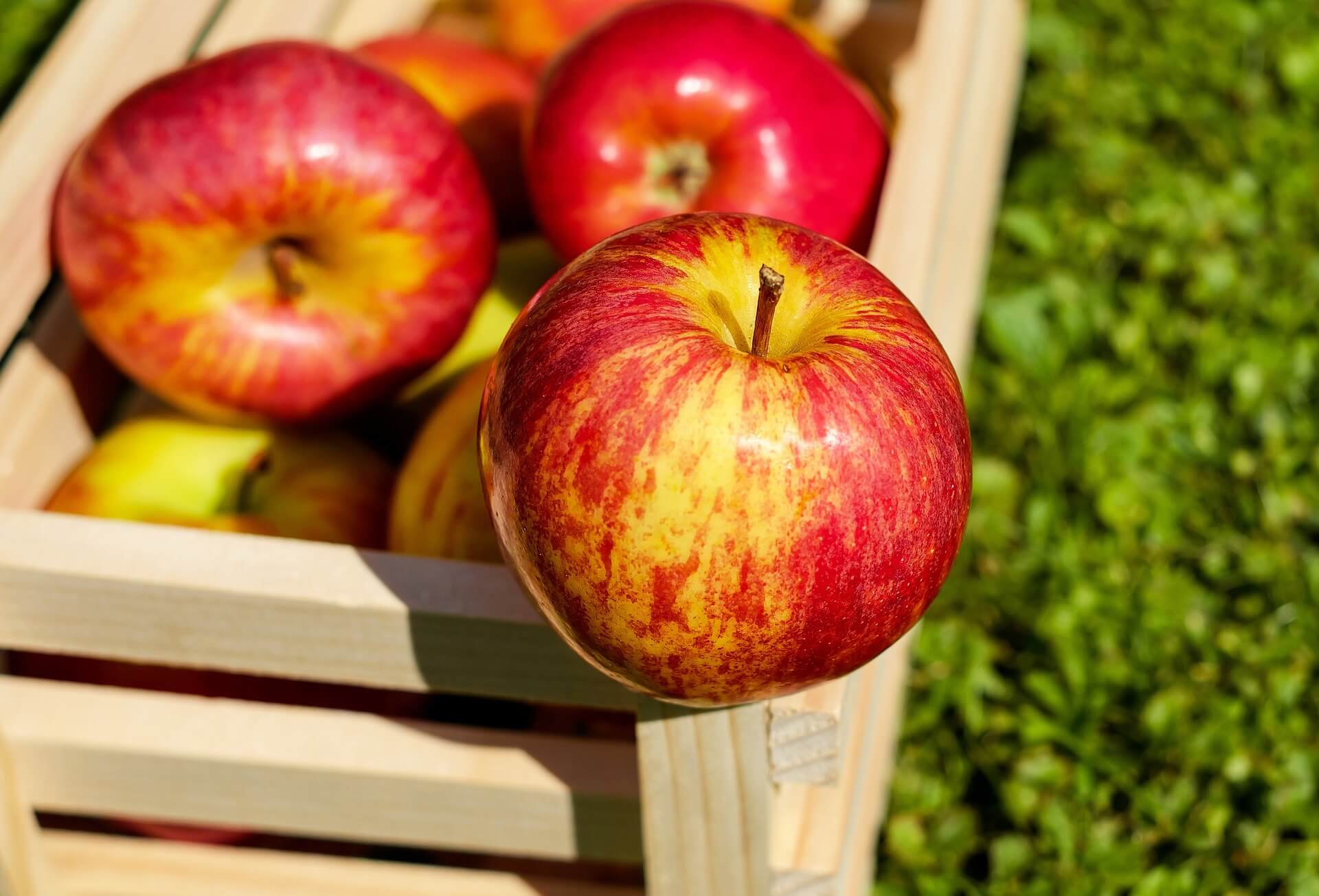 long island apple picking