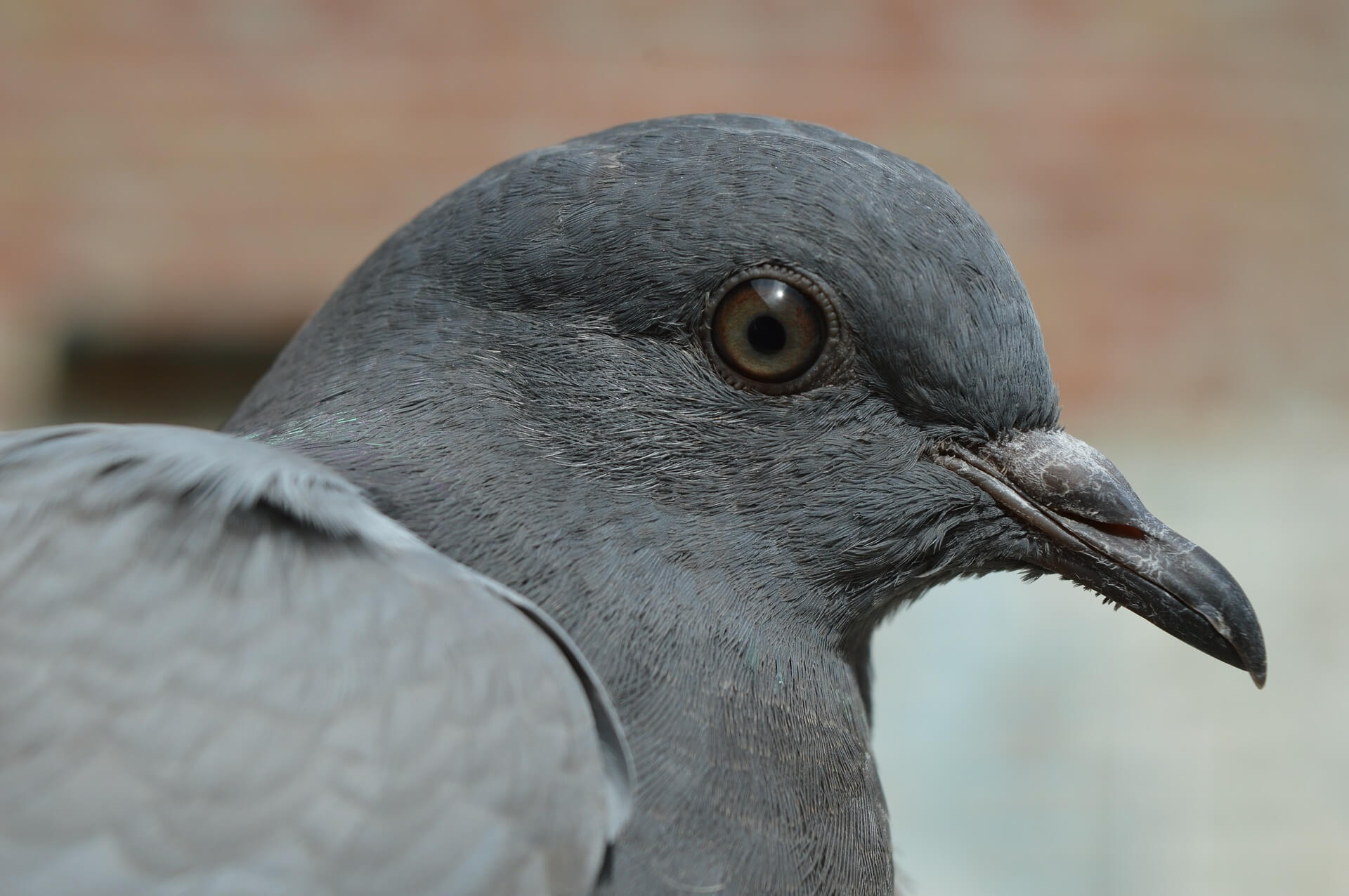 pigeon proofing