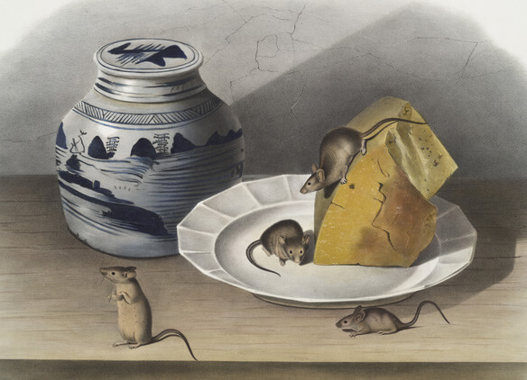 Banish Mice And Rats From Your Home During And After A