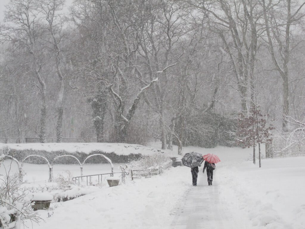 Free Winter Weekdays At Brooklyn Botanic Garden Brownstoner