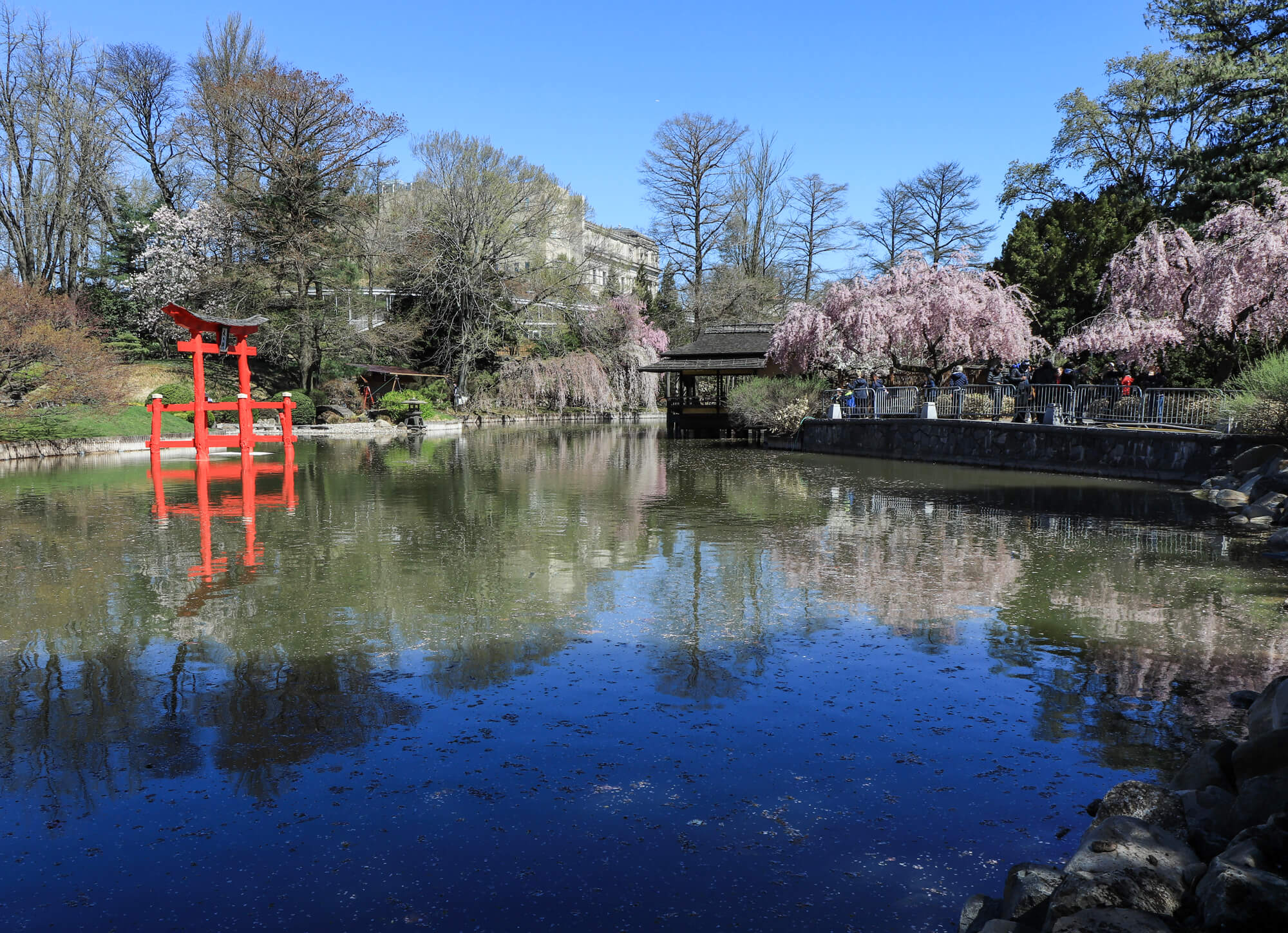 Cherry Tree Blooms Greet New Water Conservation Project At