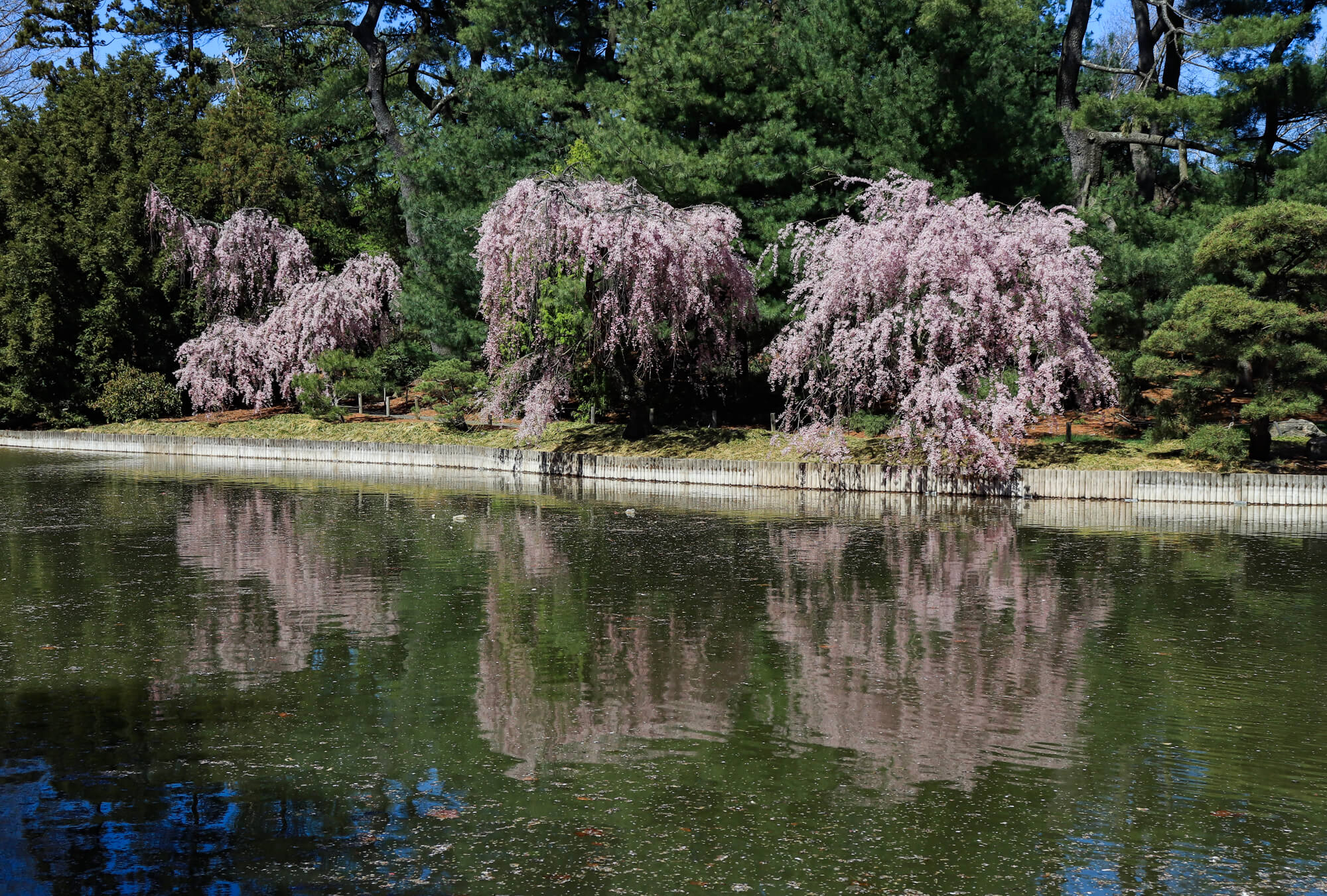 brooklyn botanic