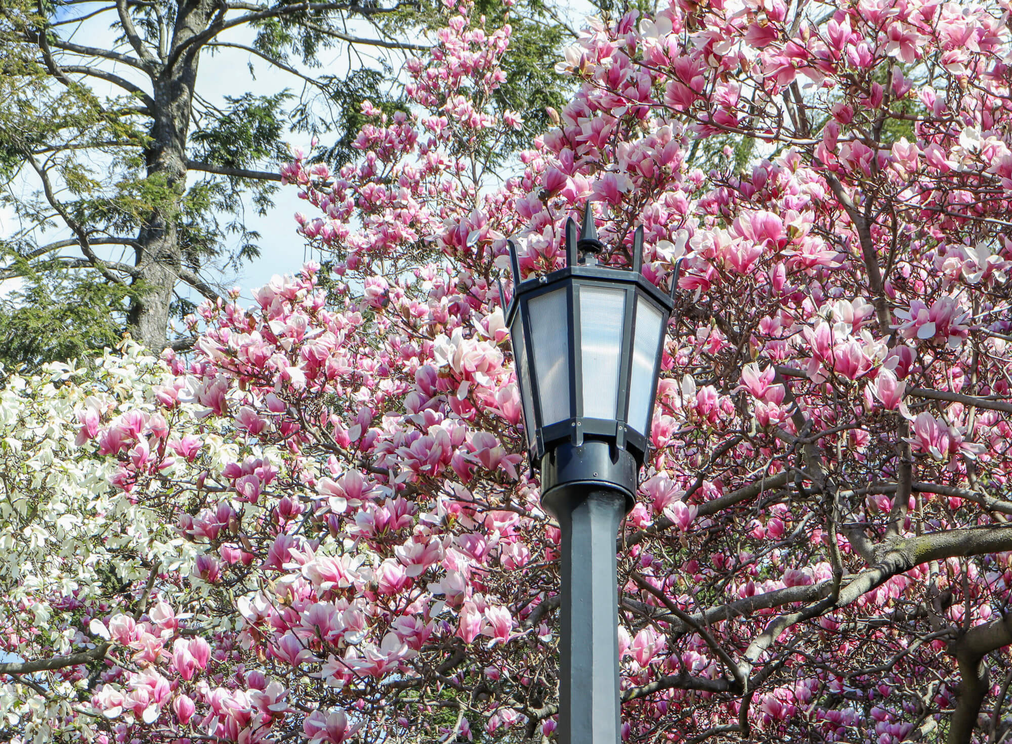 brooklyn botanic garden