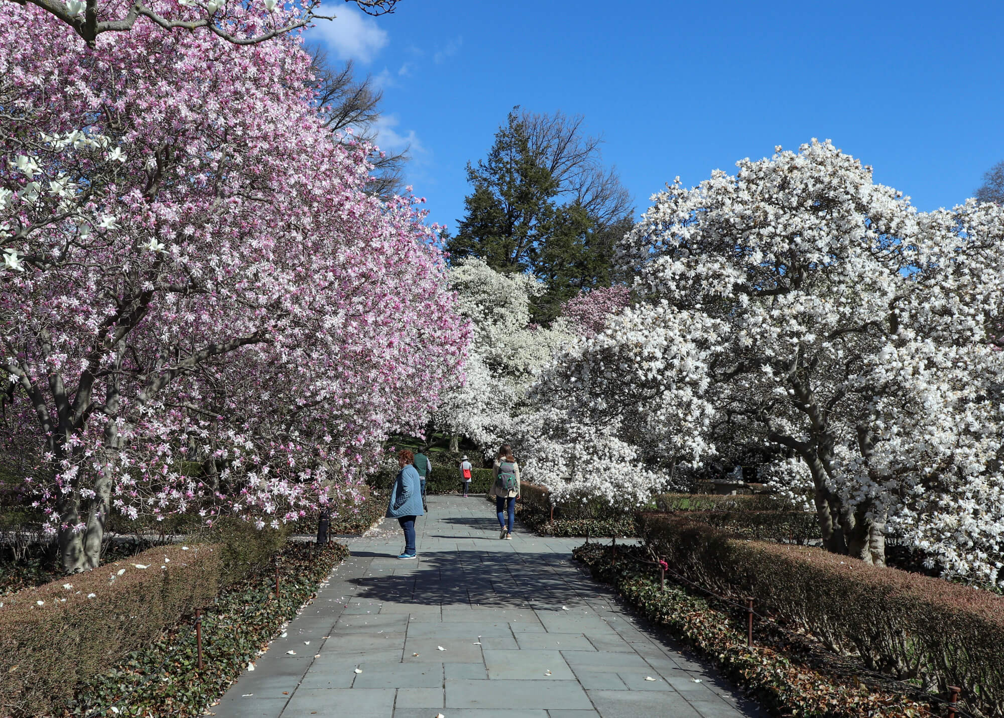 brooklyn botanic