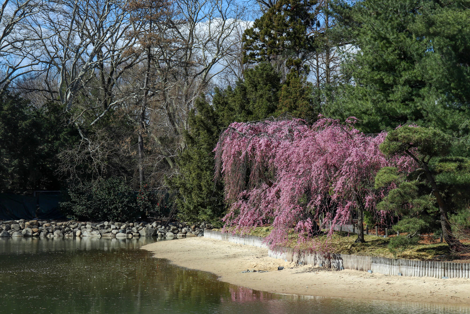 brooklyn botanic garden