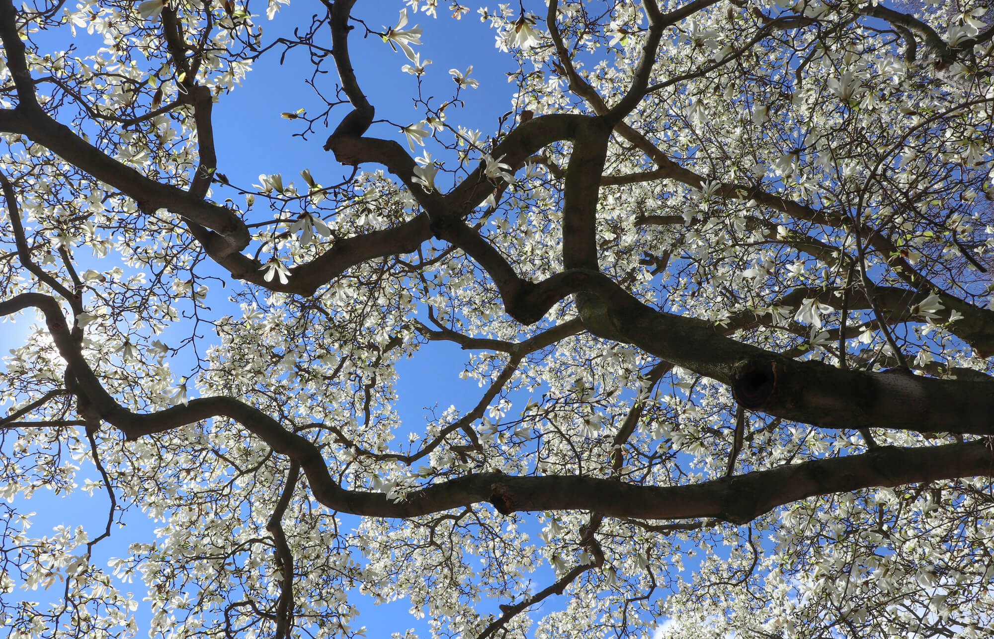 brooklyn botanic garden