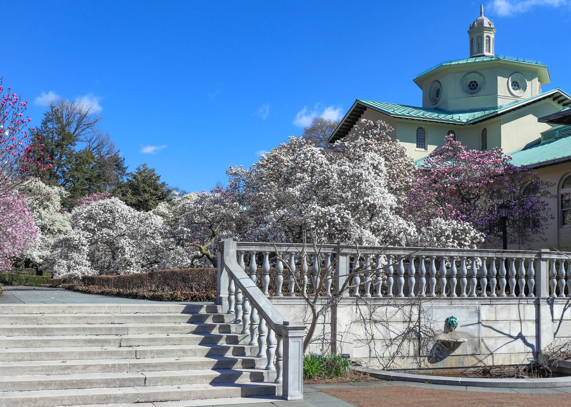 The Pastel Colored Beauty Of Brooklyn Botanic Garden S Magnolia