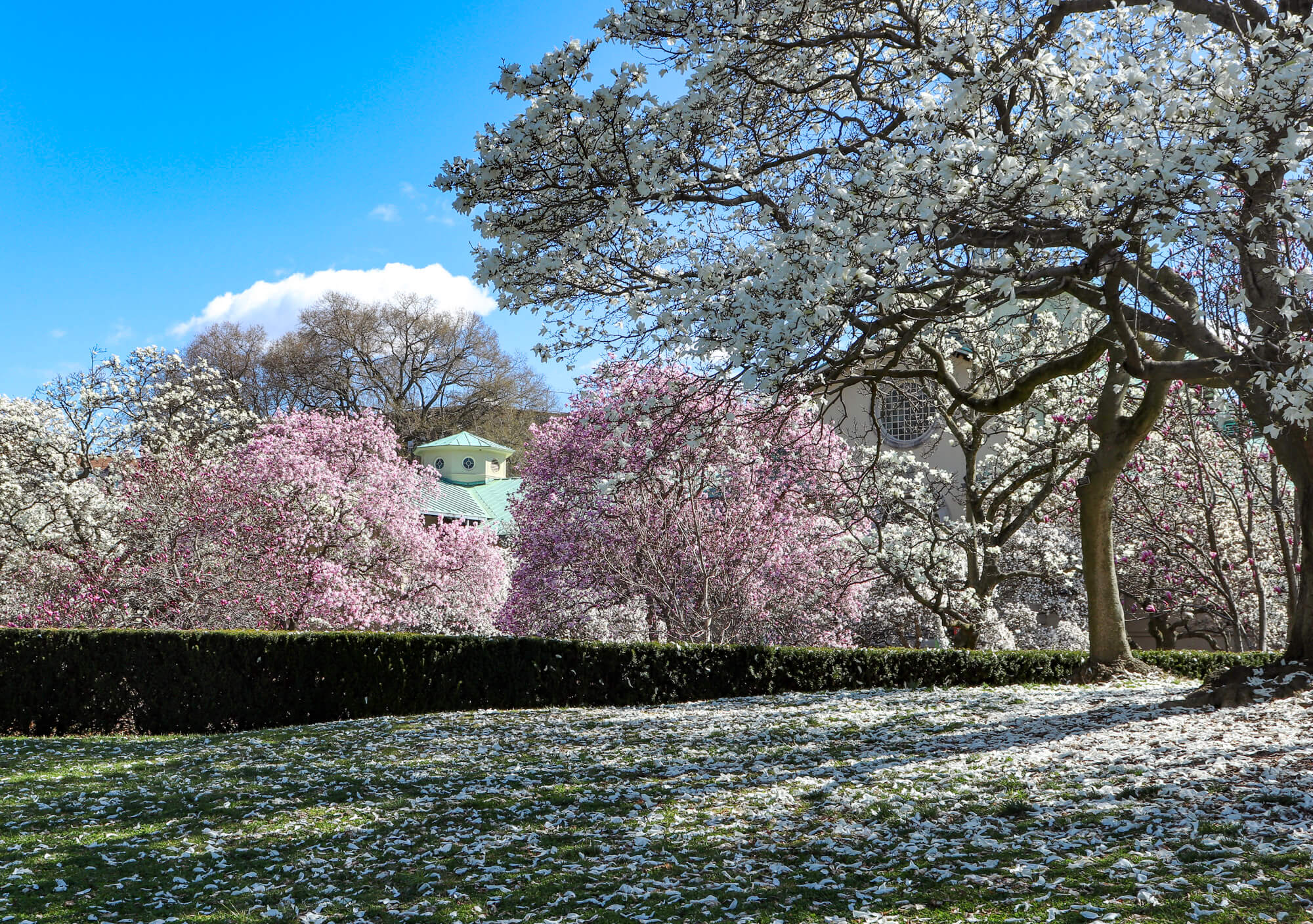 brooklyn botanic garden