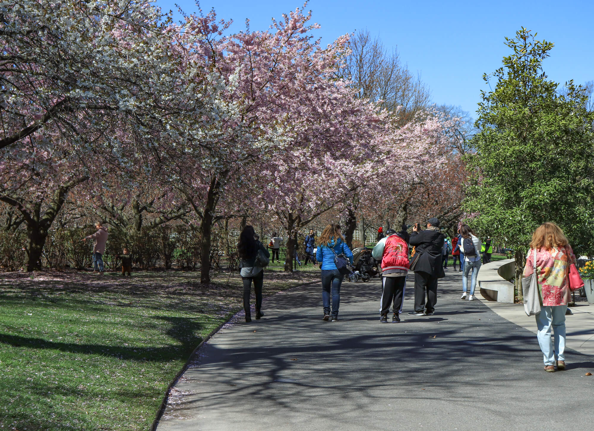 brooklyn botanic