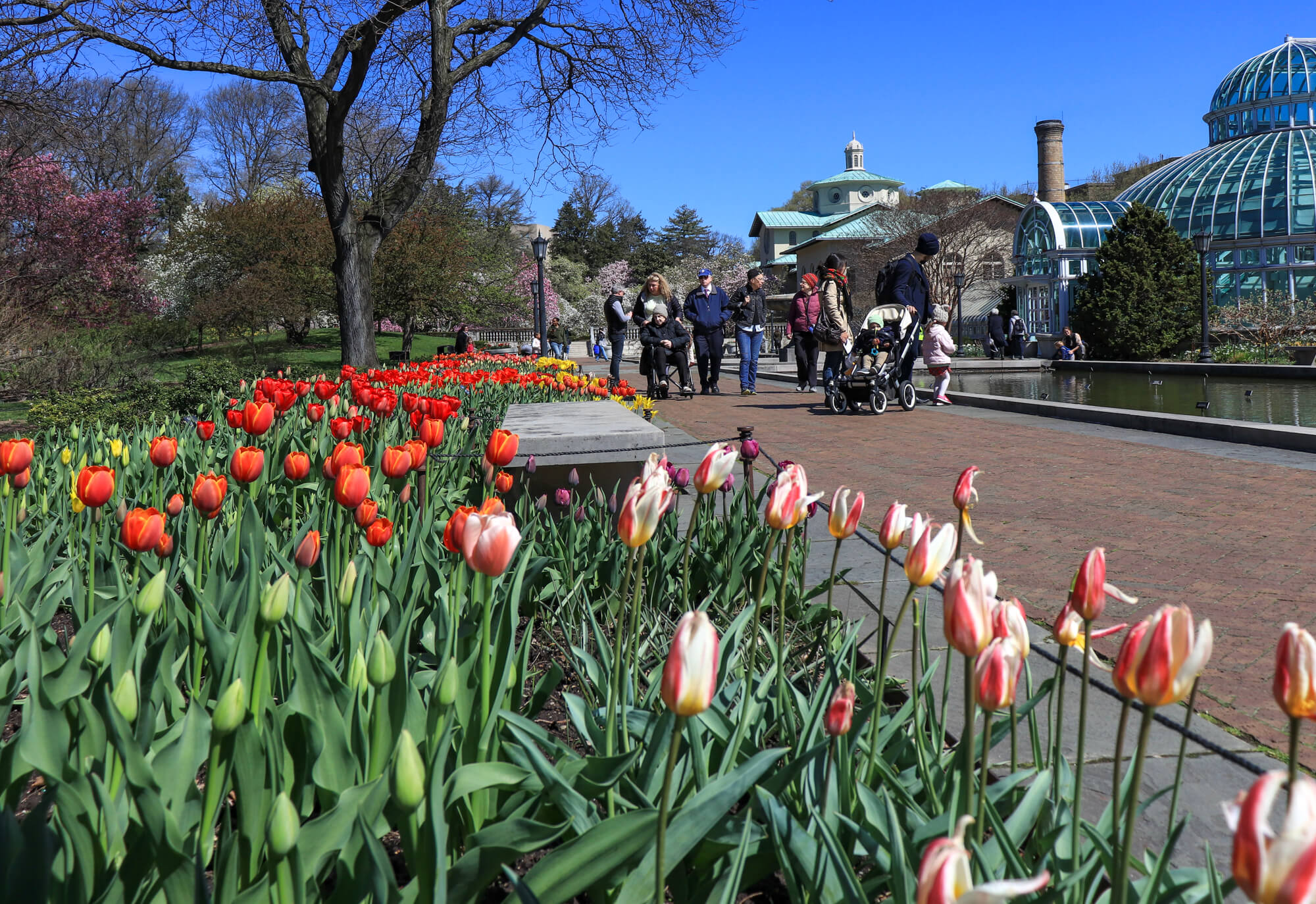 brooklyn botanic
