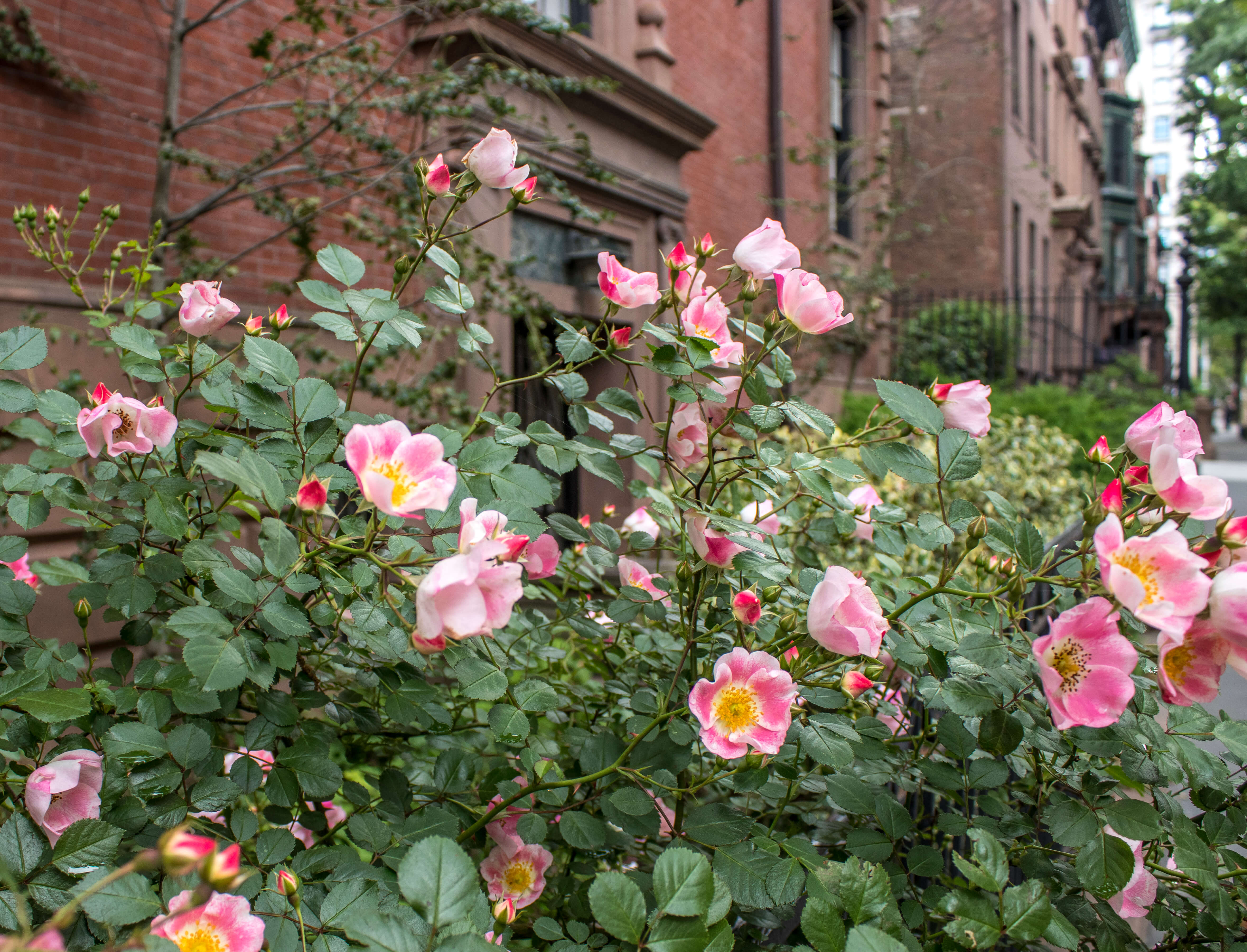 brooklyn heights