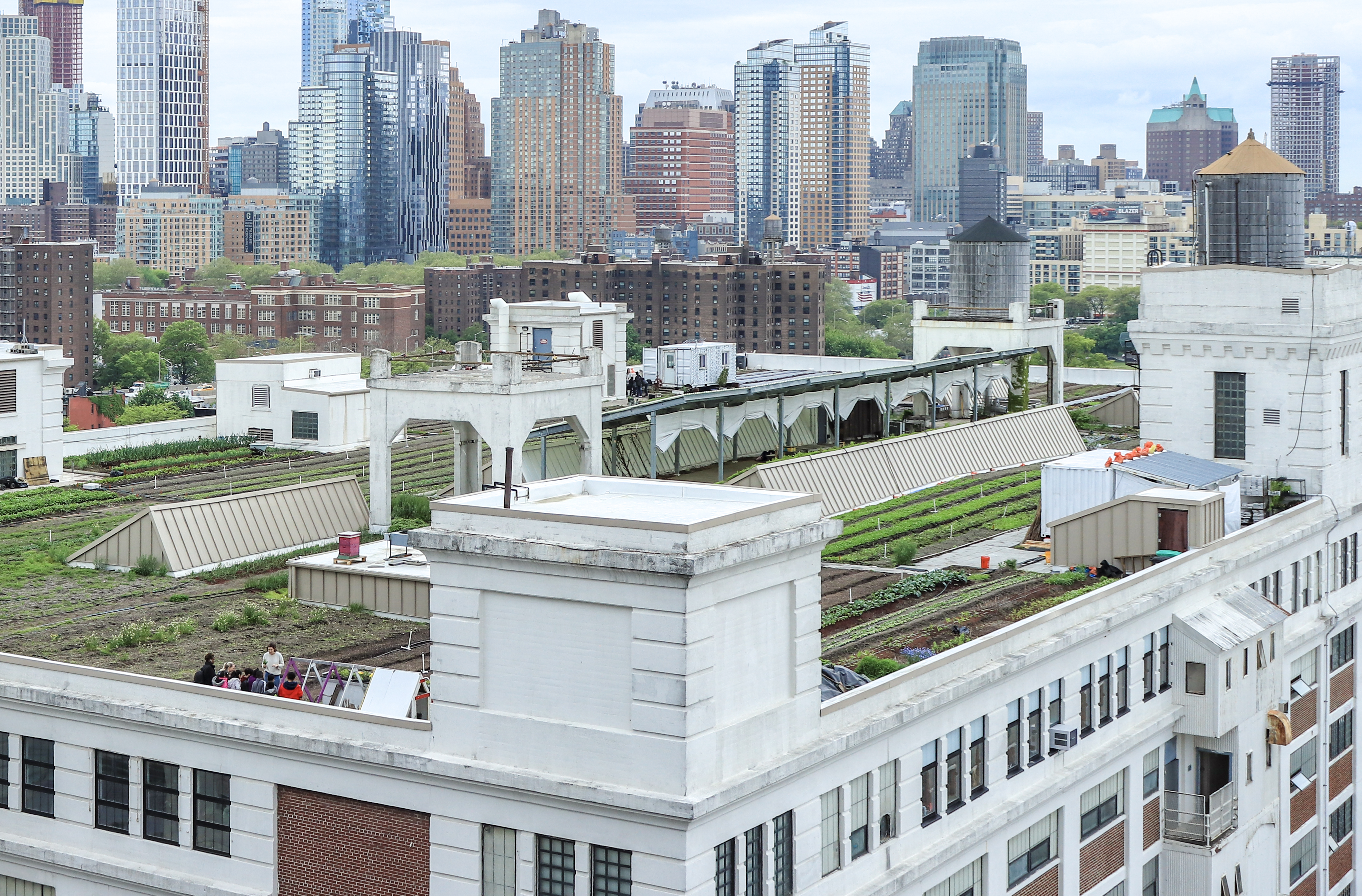 brooklyn grange