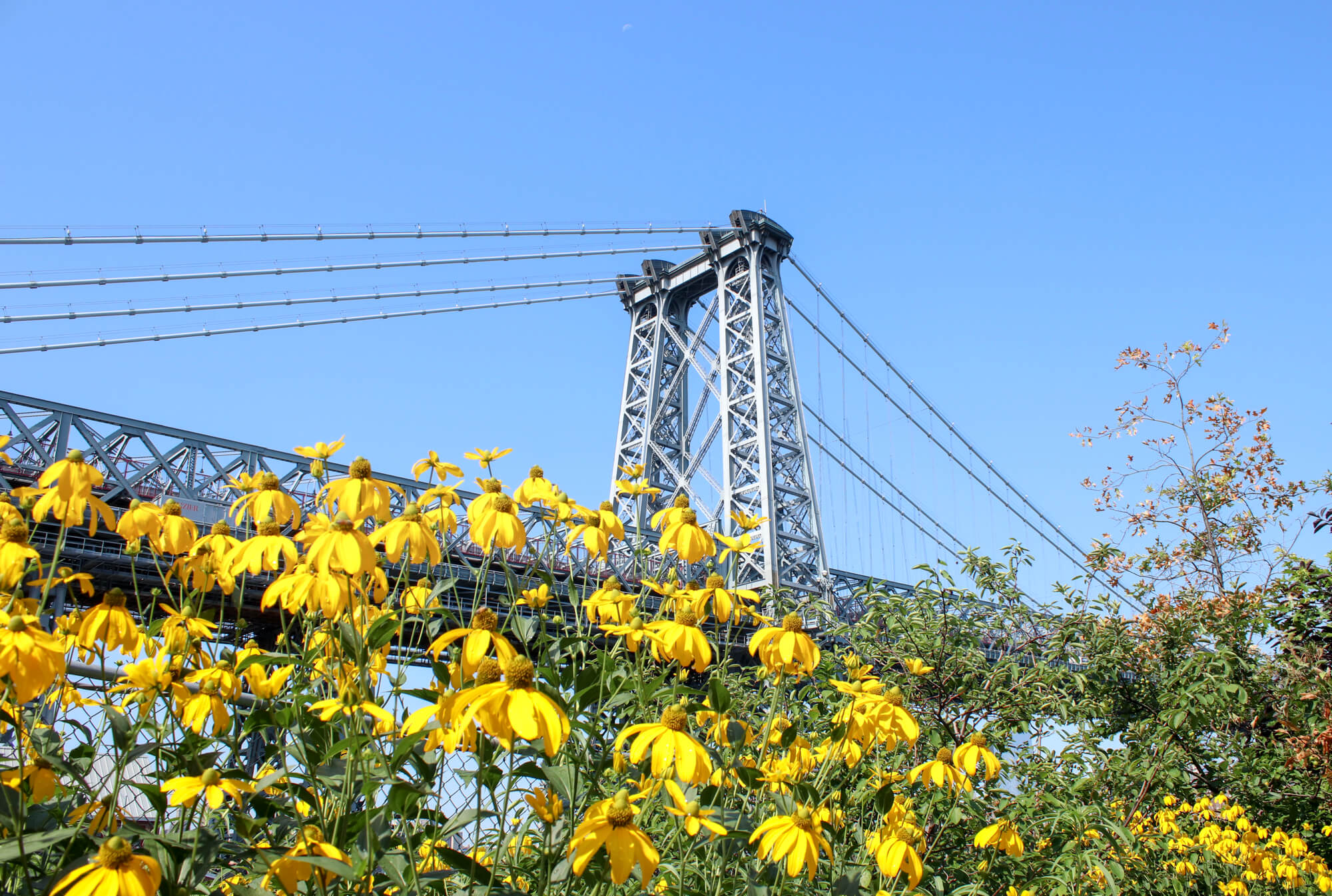 williamsburg