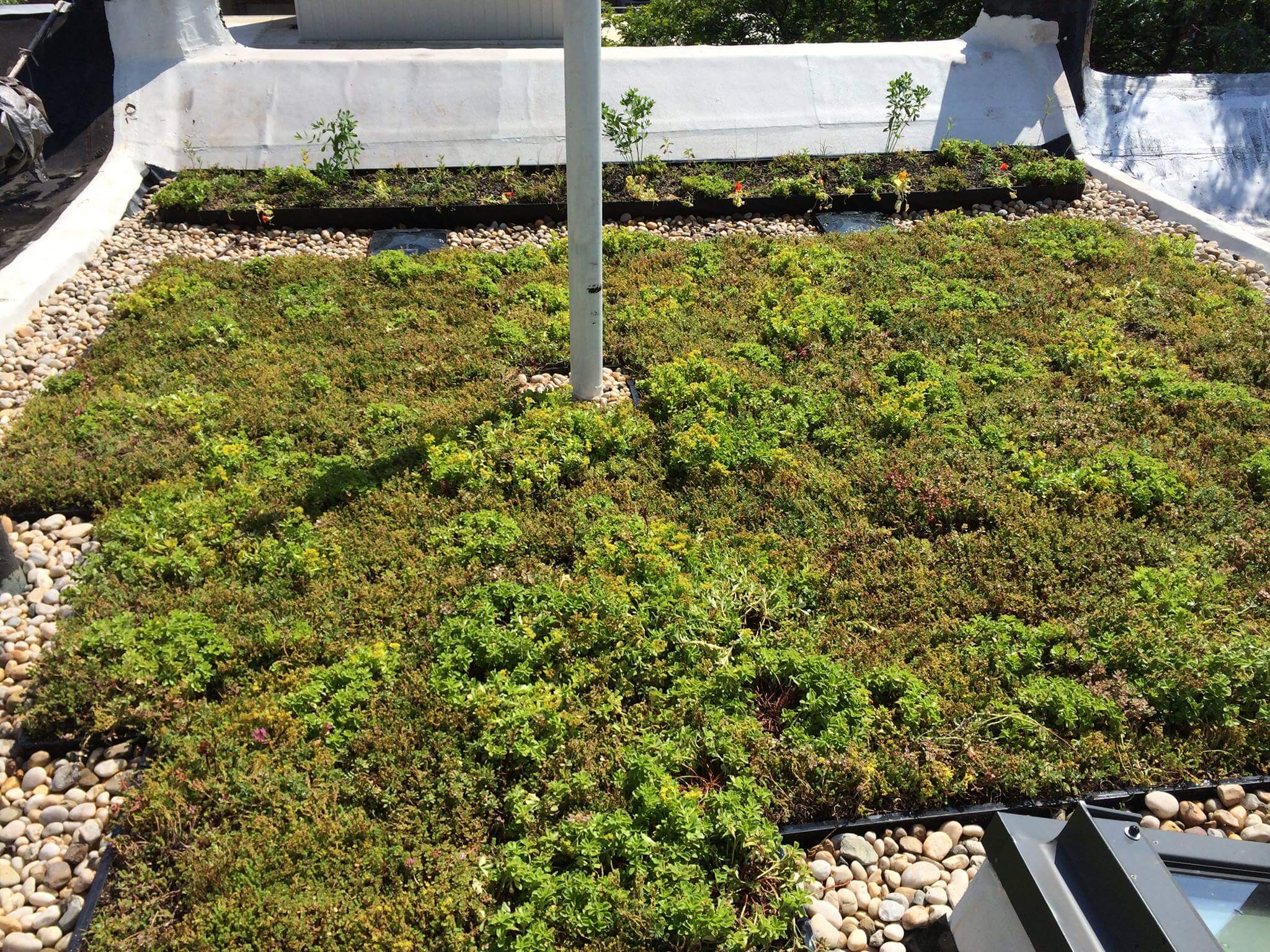 brooklyn greenroof
