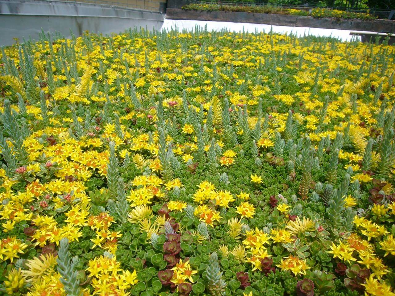 brooklyn green roof