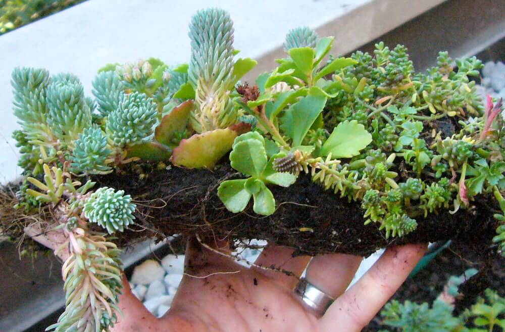 brooklyn greenroof