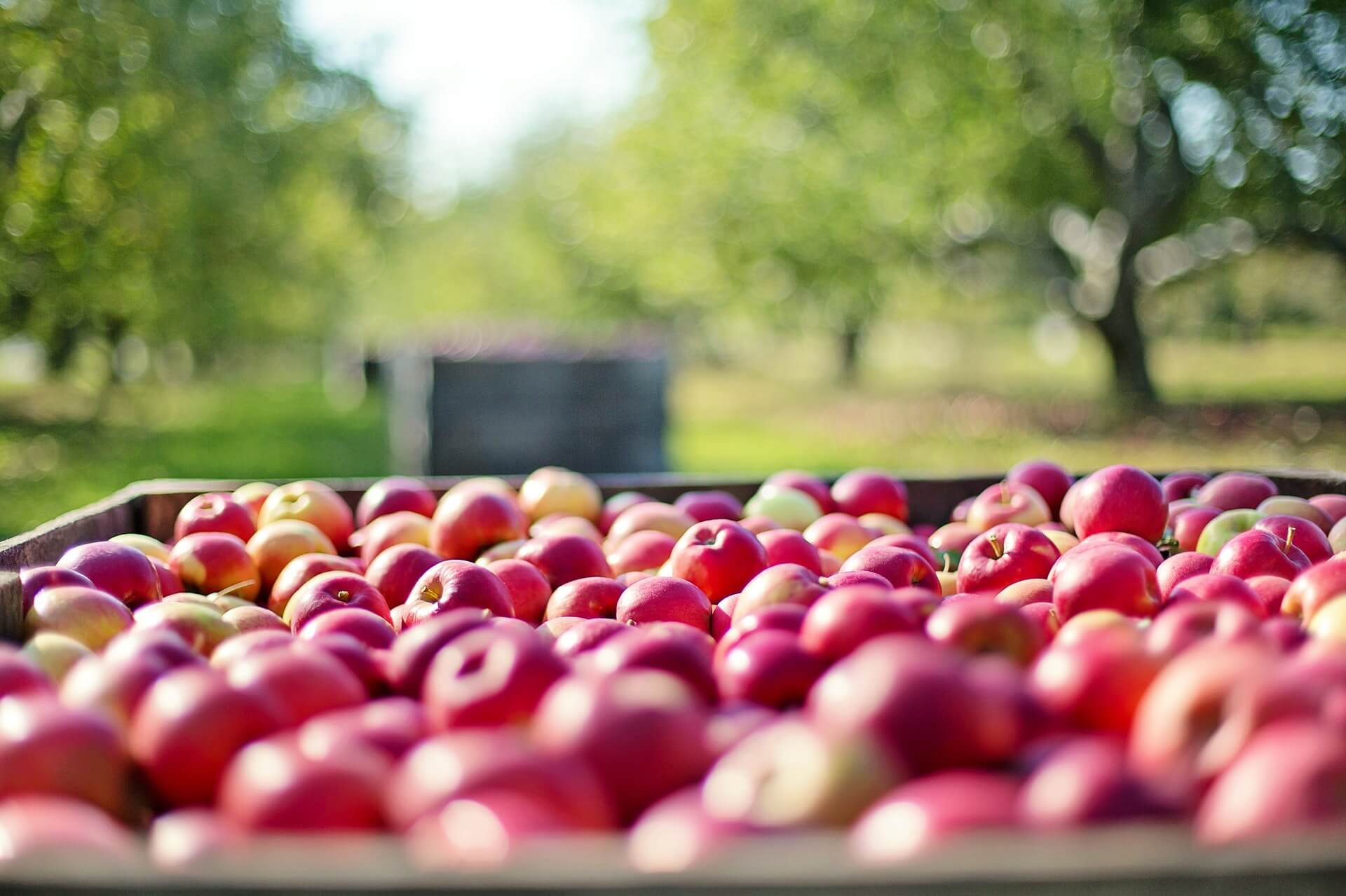 apples pick your own