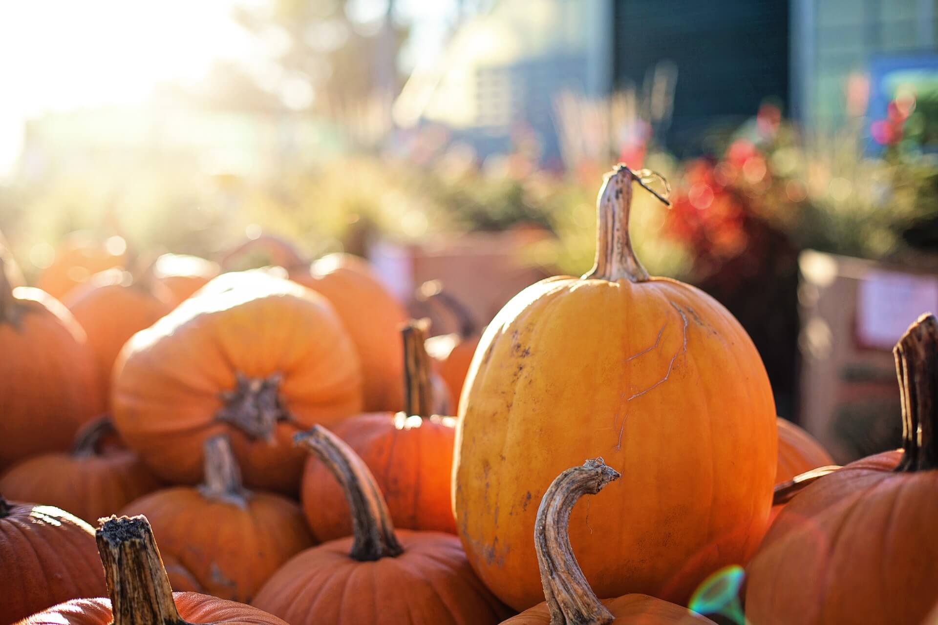 harvest festival