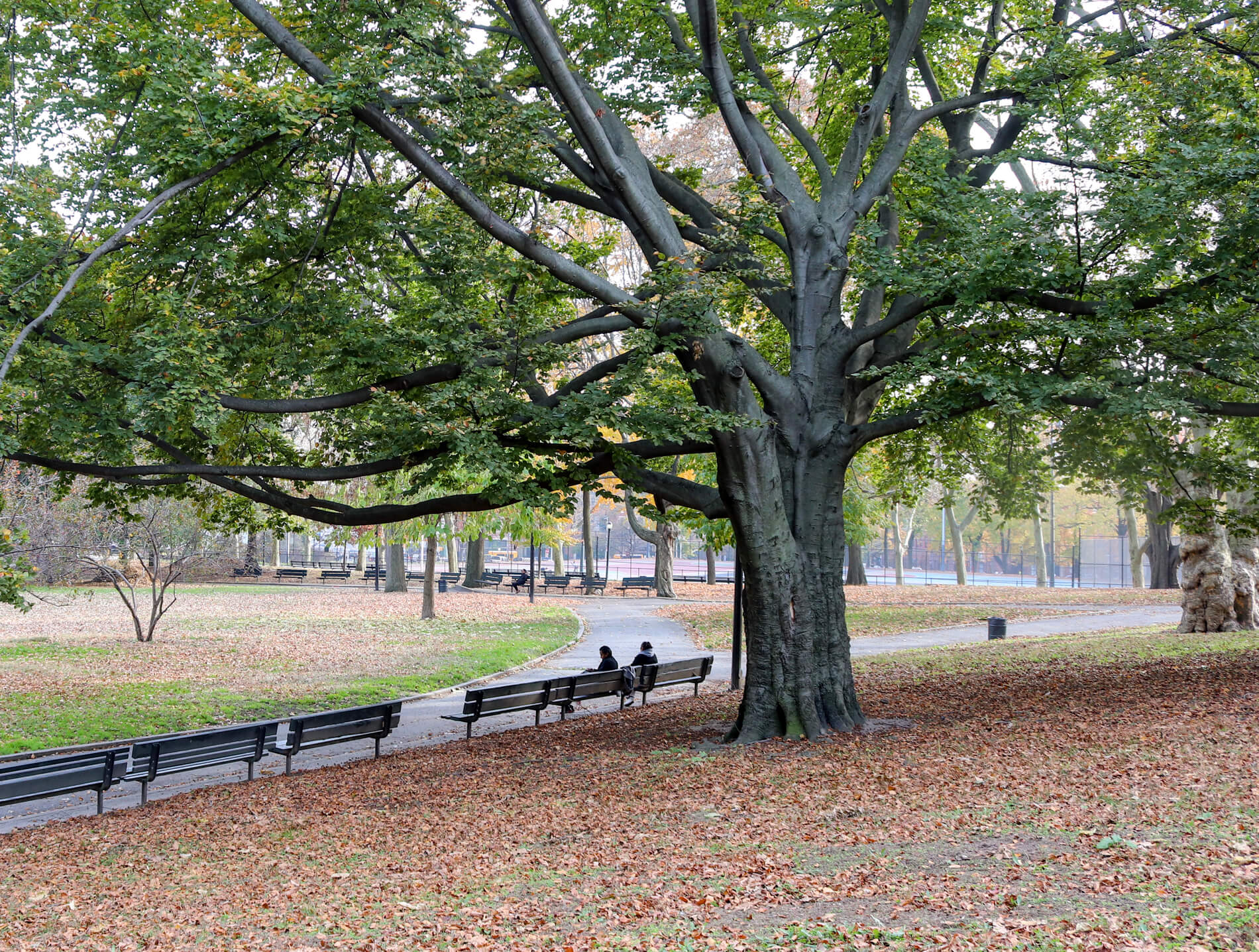 lincoln terrace park crown heights