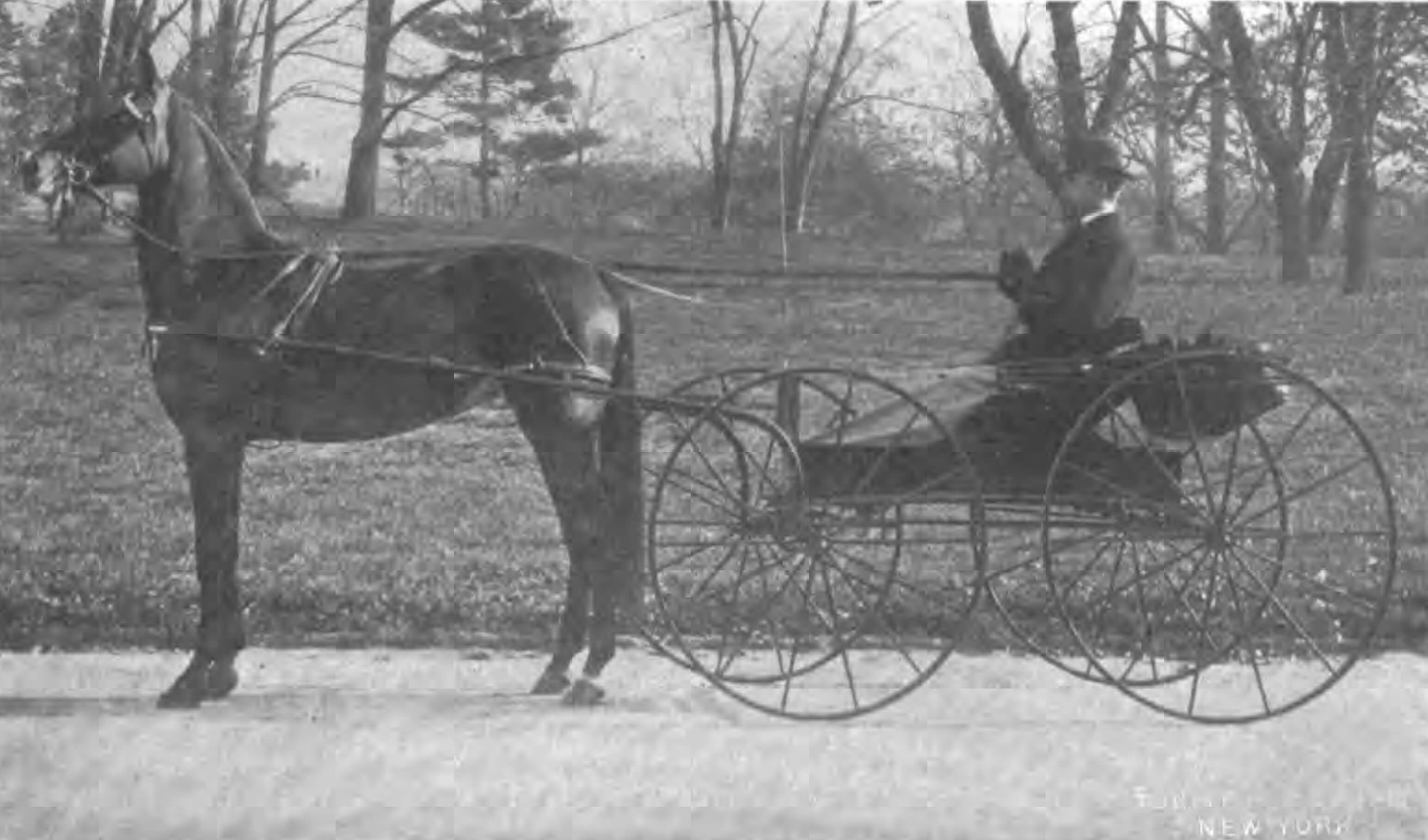 horse and carriage