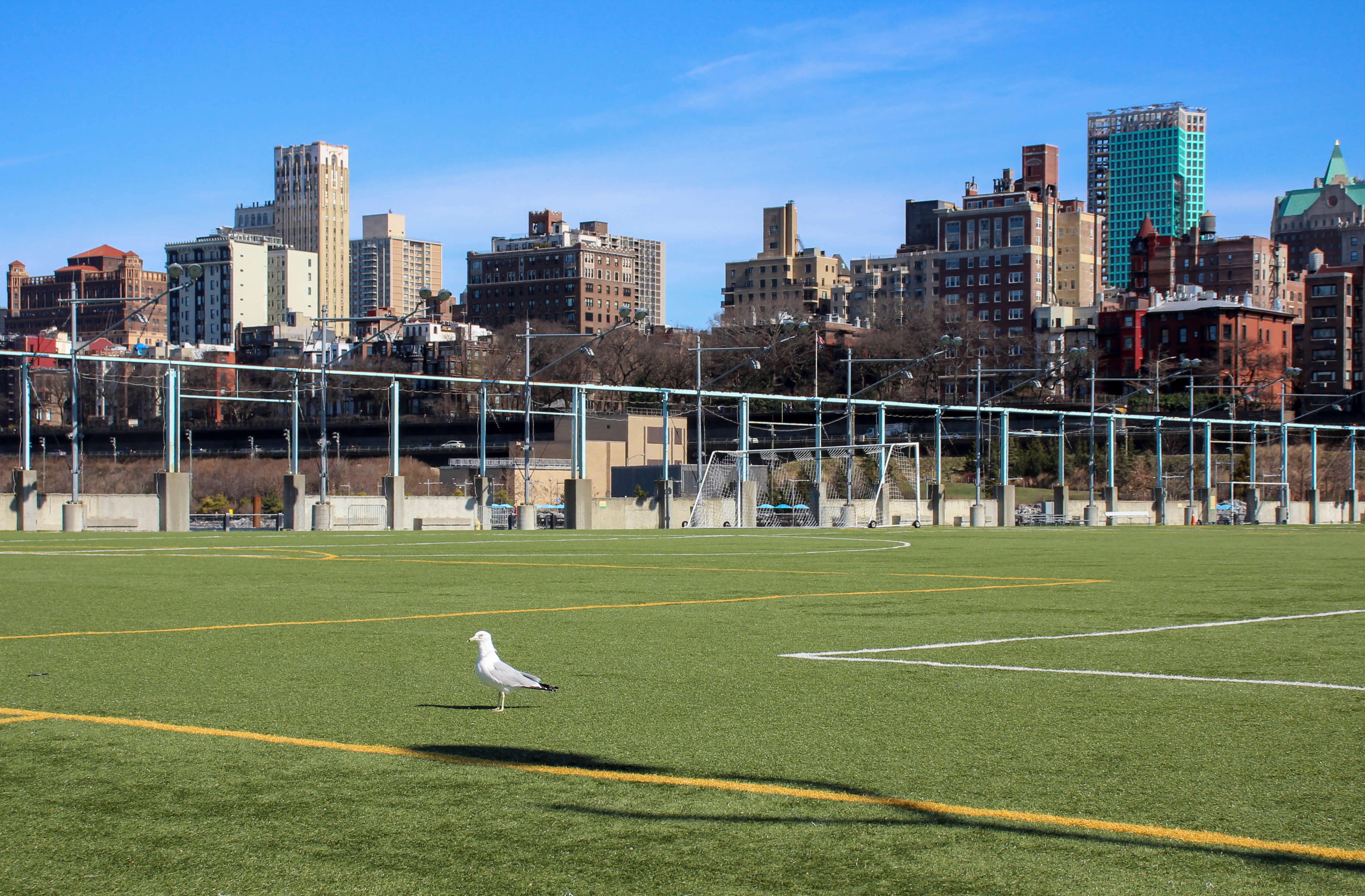 brooklyn bridge park seagull