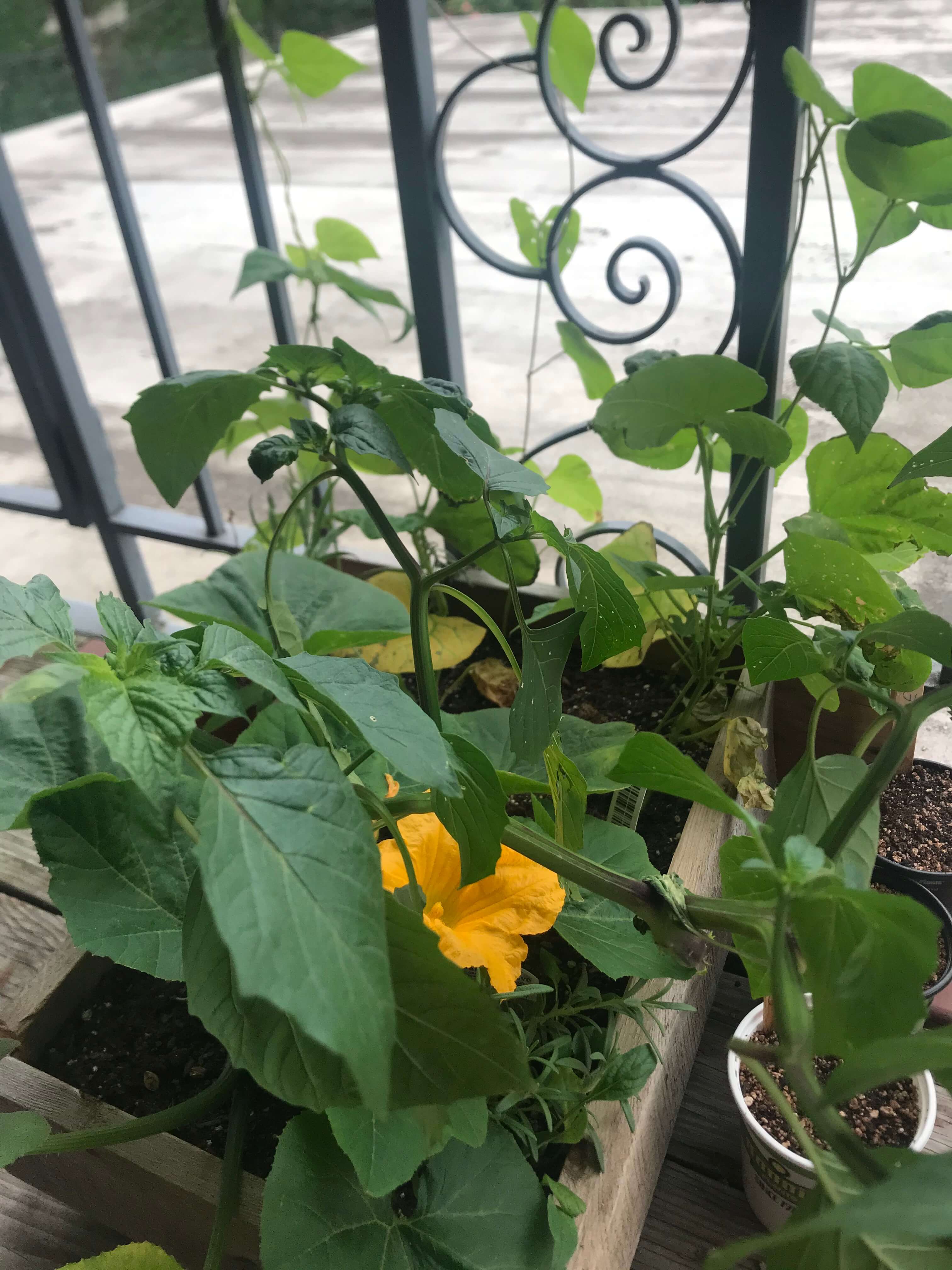 brooklyn deck plants