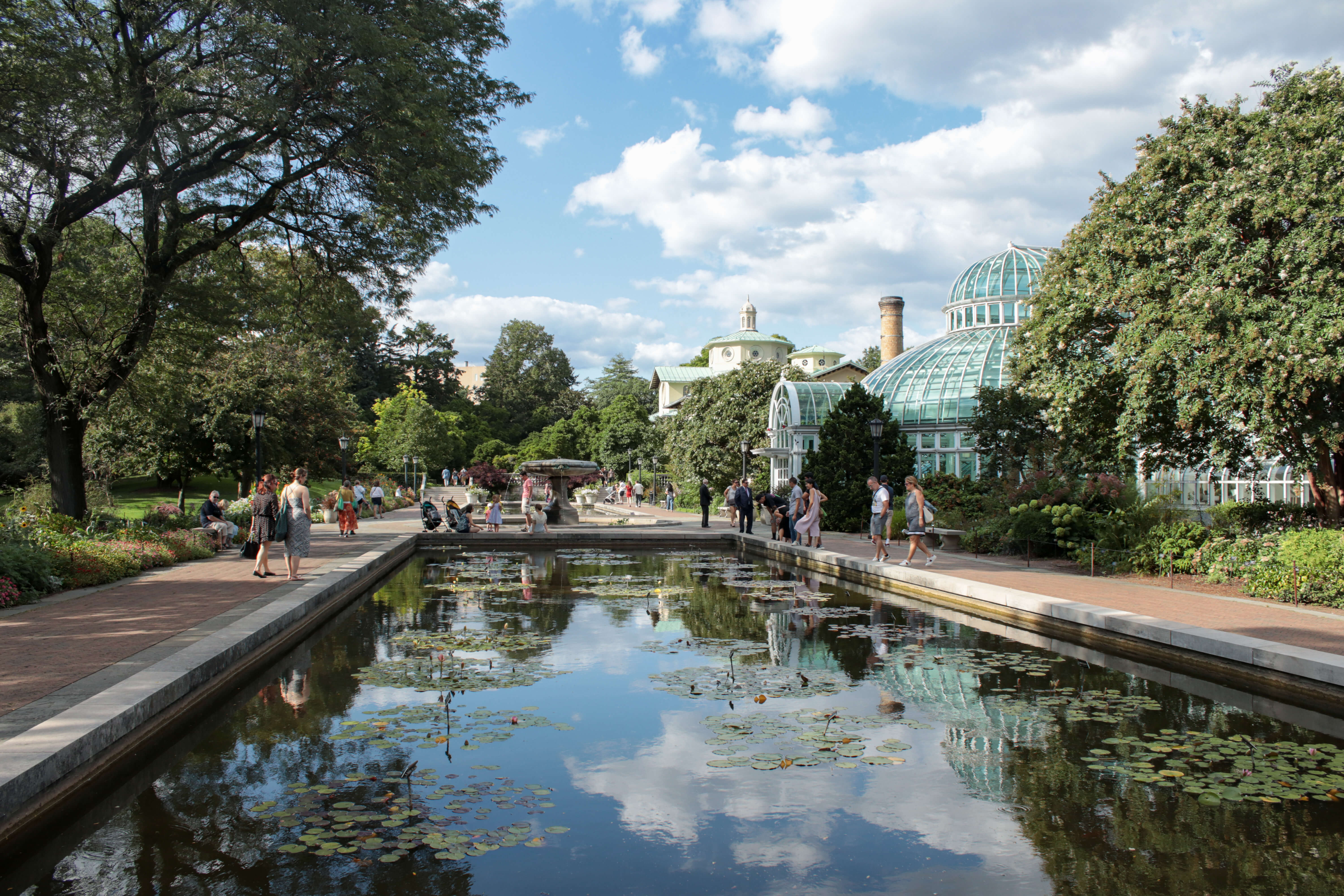 lily pond