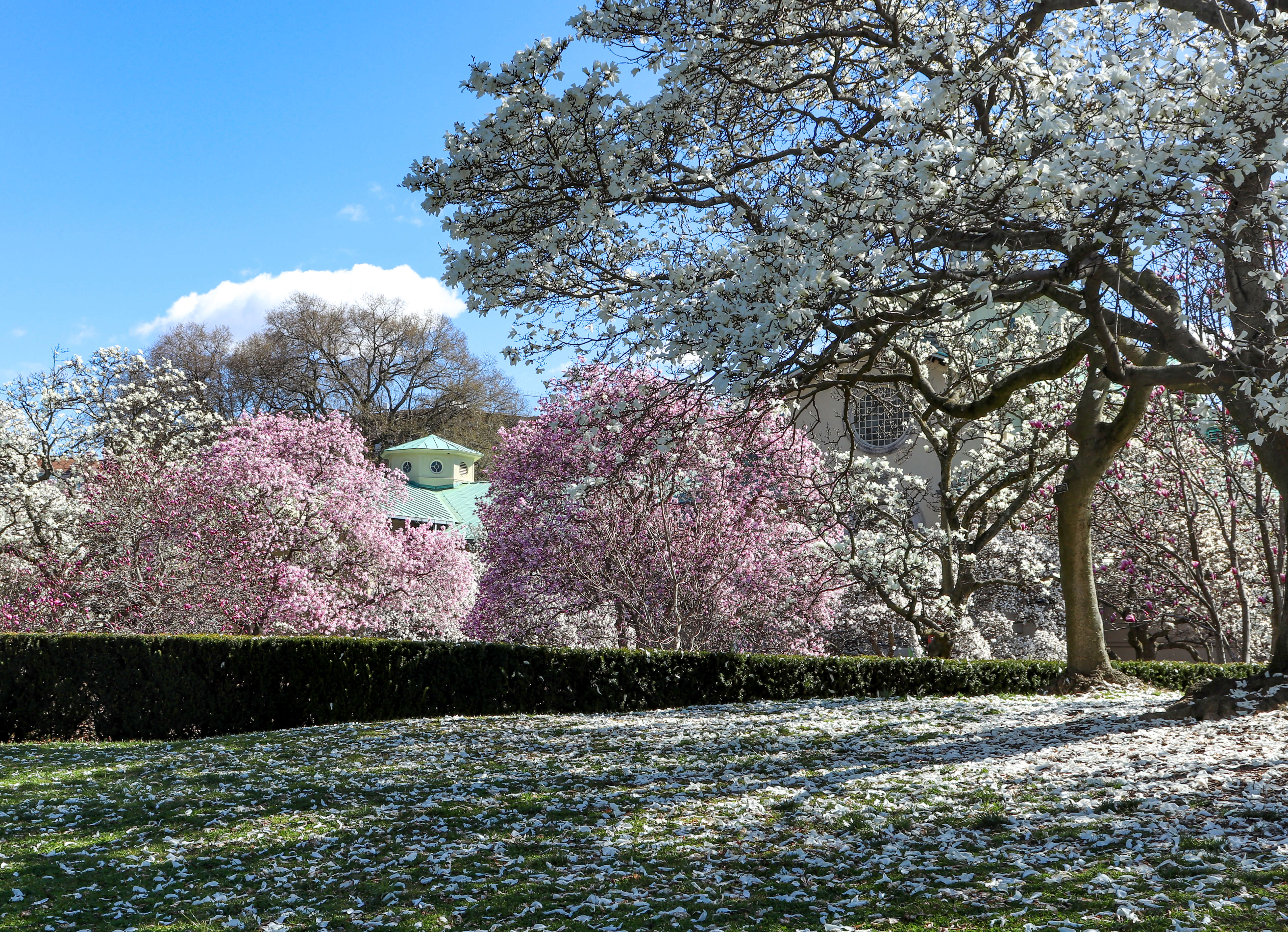 magnolias blooming