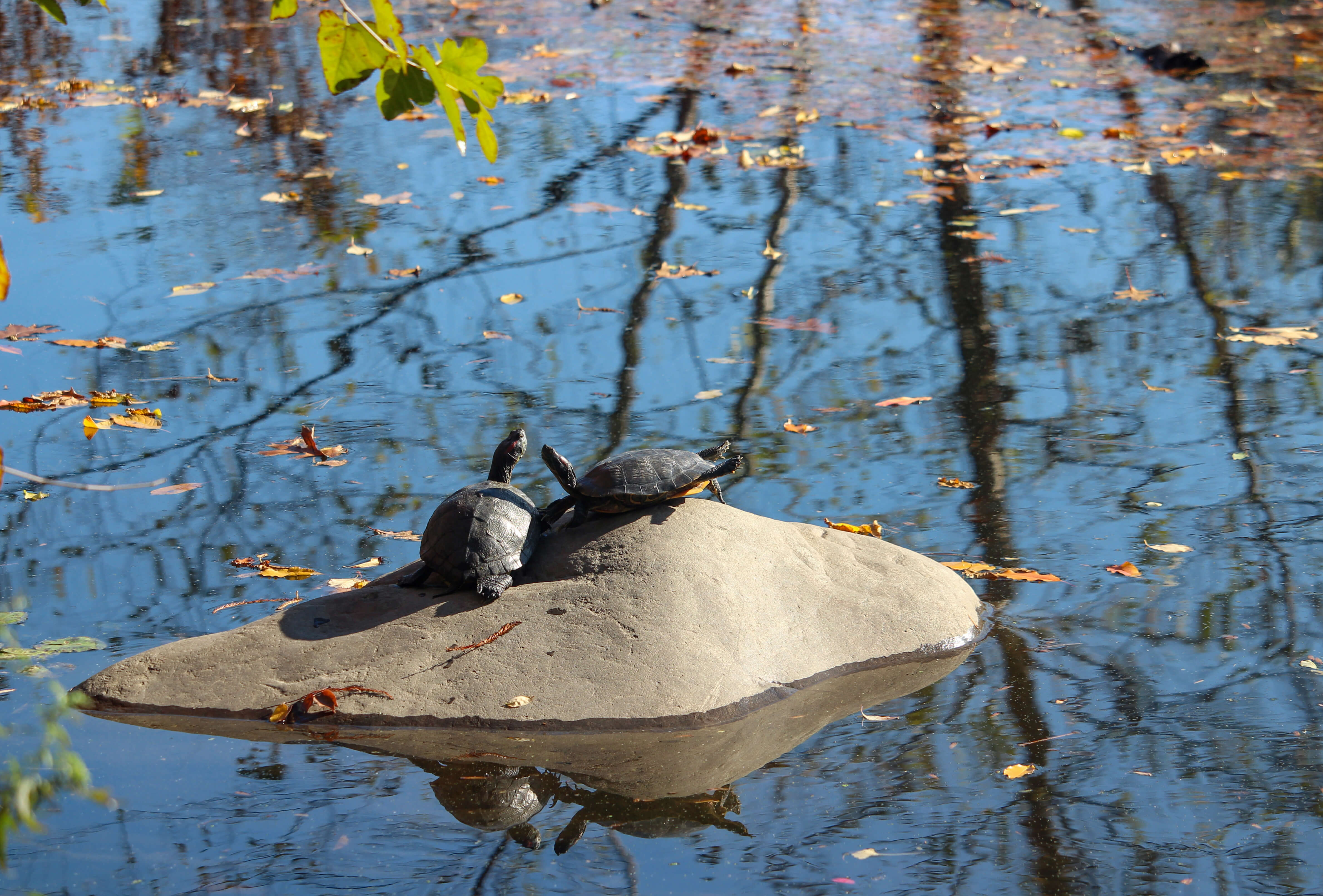 turtles in prospect park