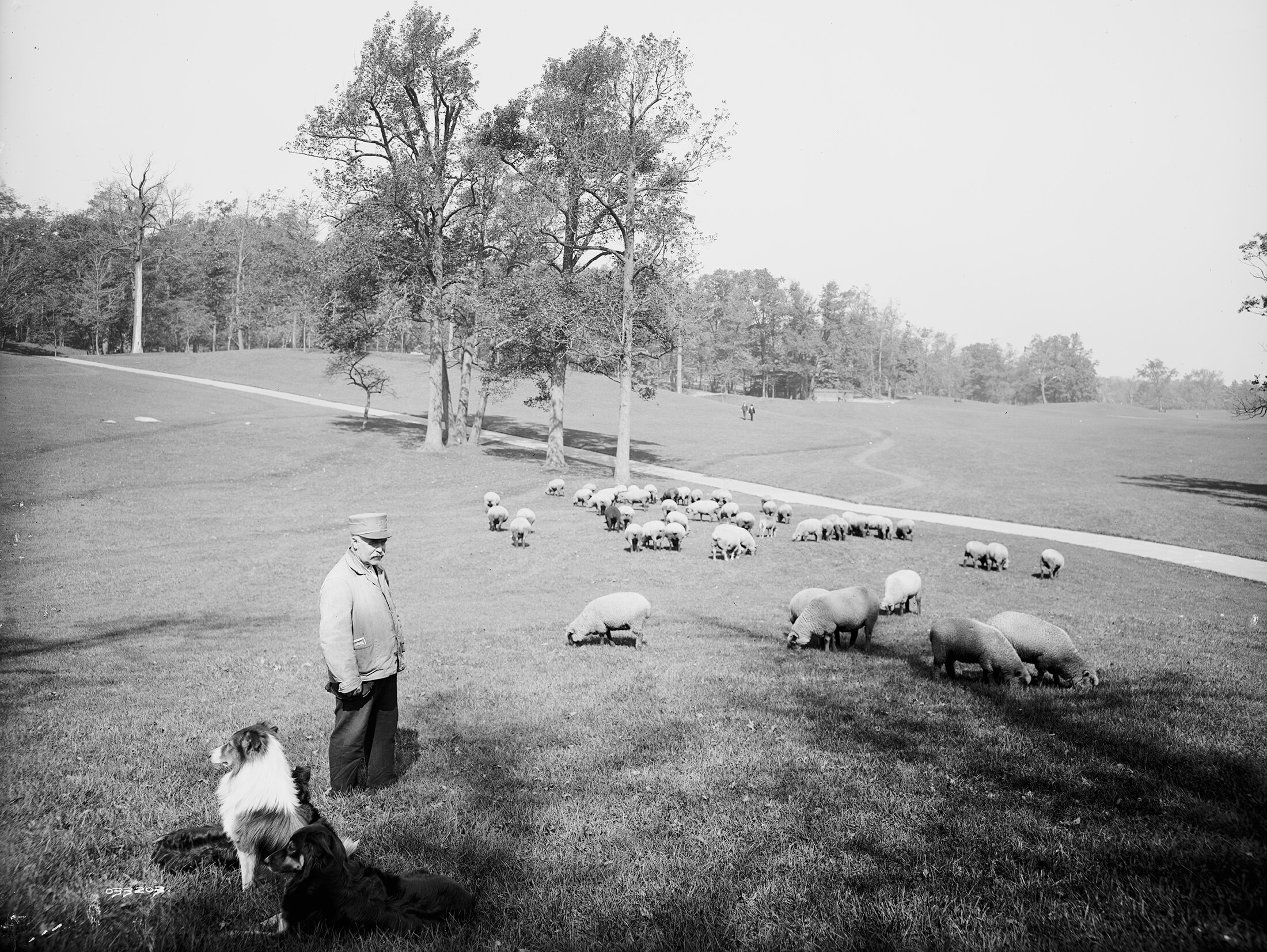 sheep in Prospect Park