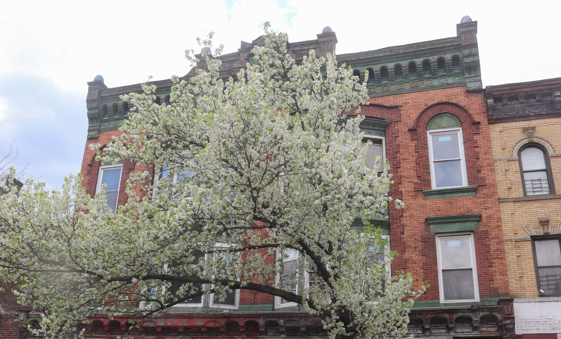 bed stuy spring