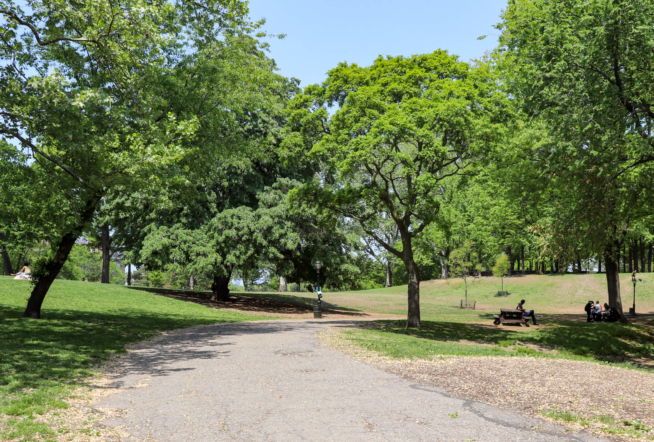 trees in Fort Greene Park