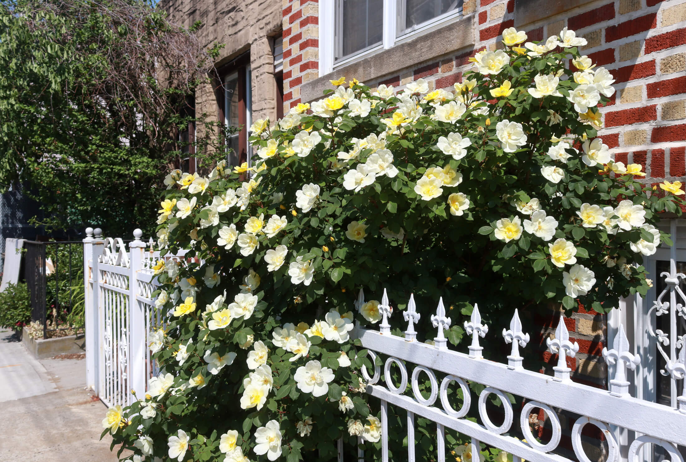 flowers in Wingate