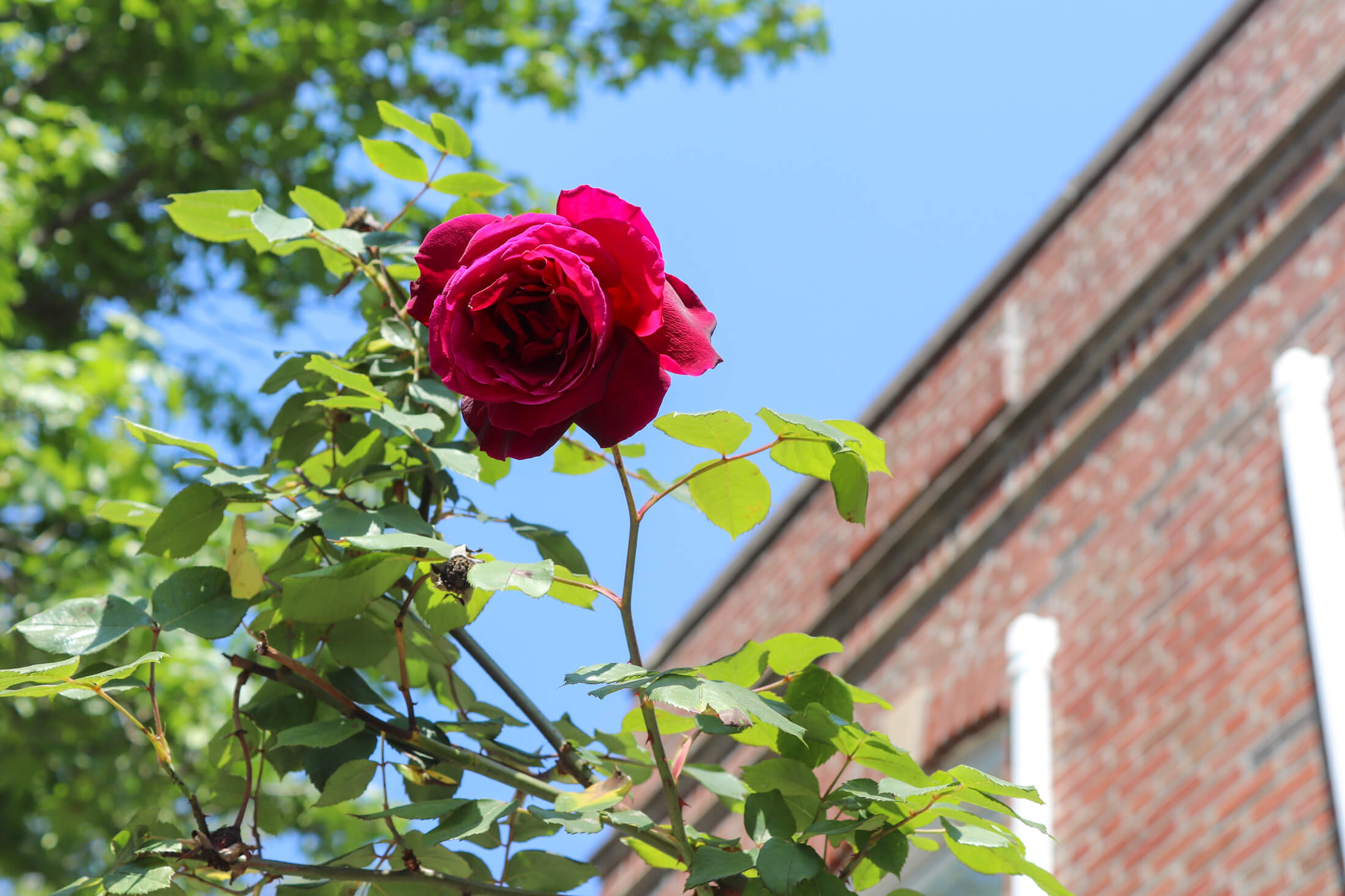 rose in wingate brooklyn