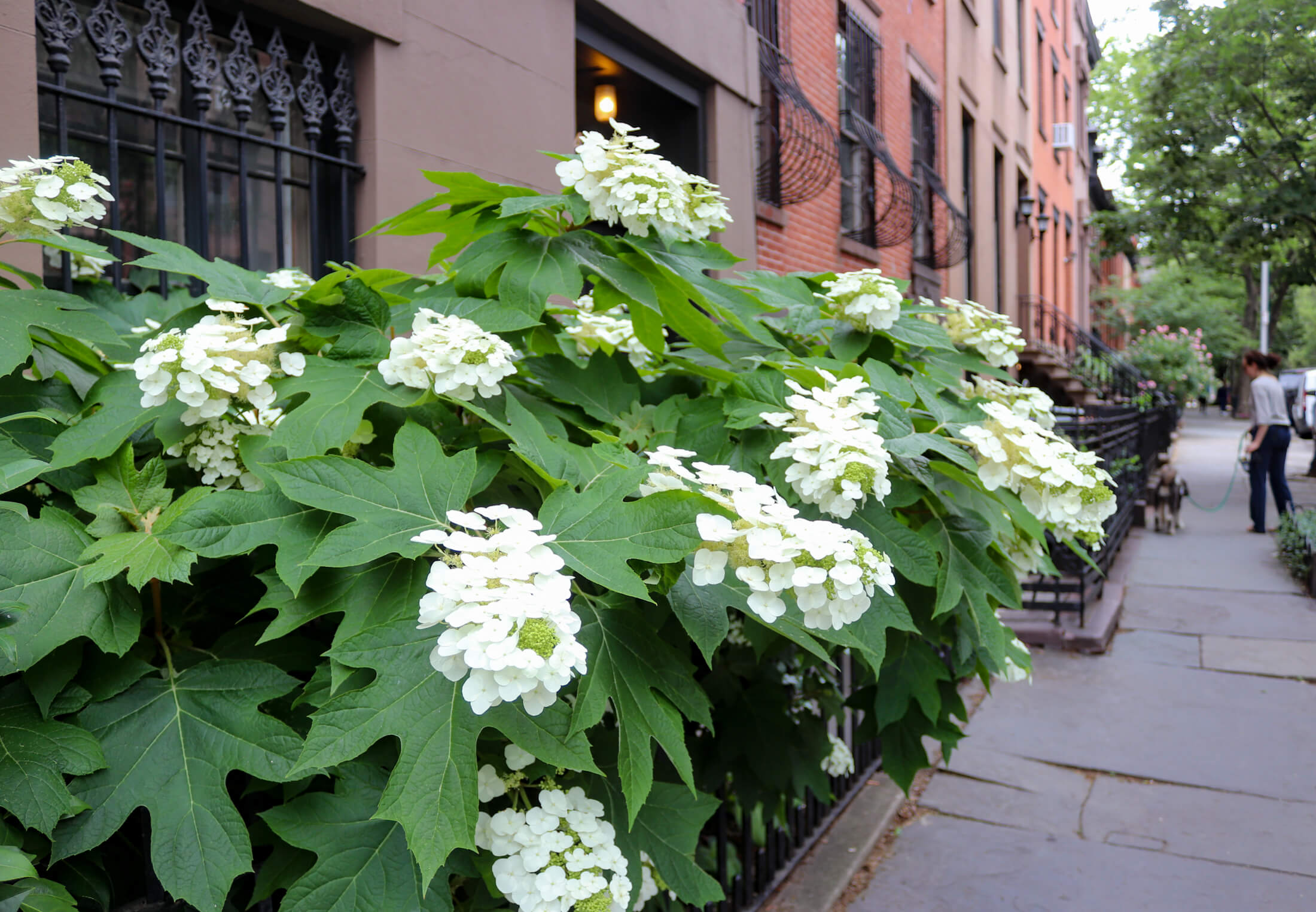 boerum hill in brooklyn