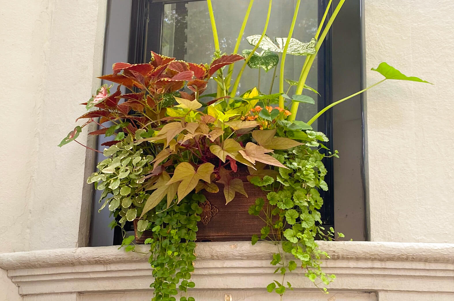 window box