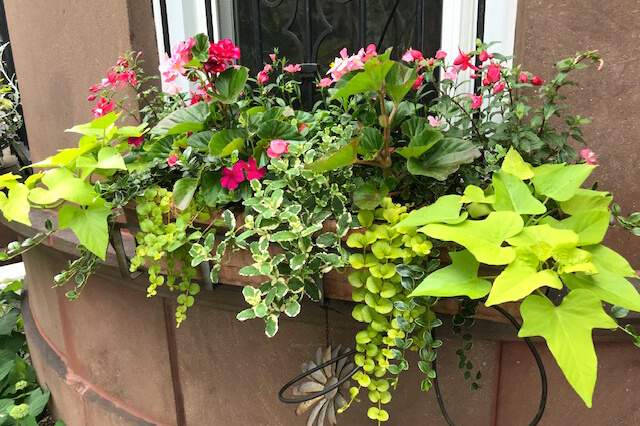 window box