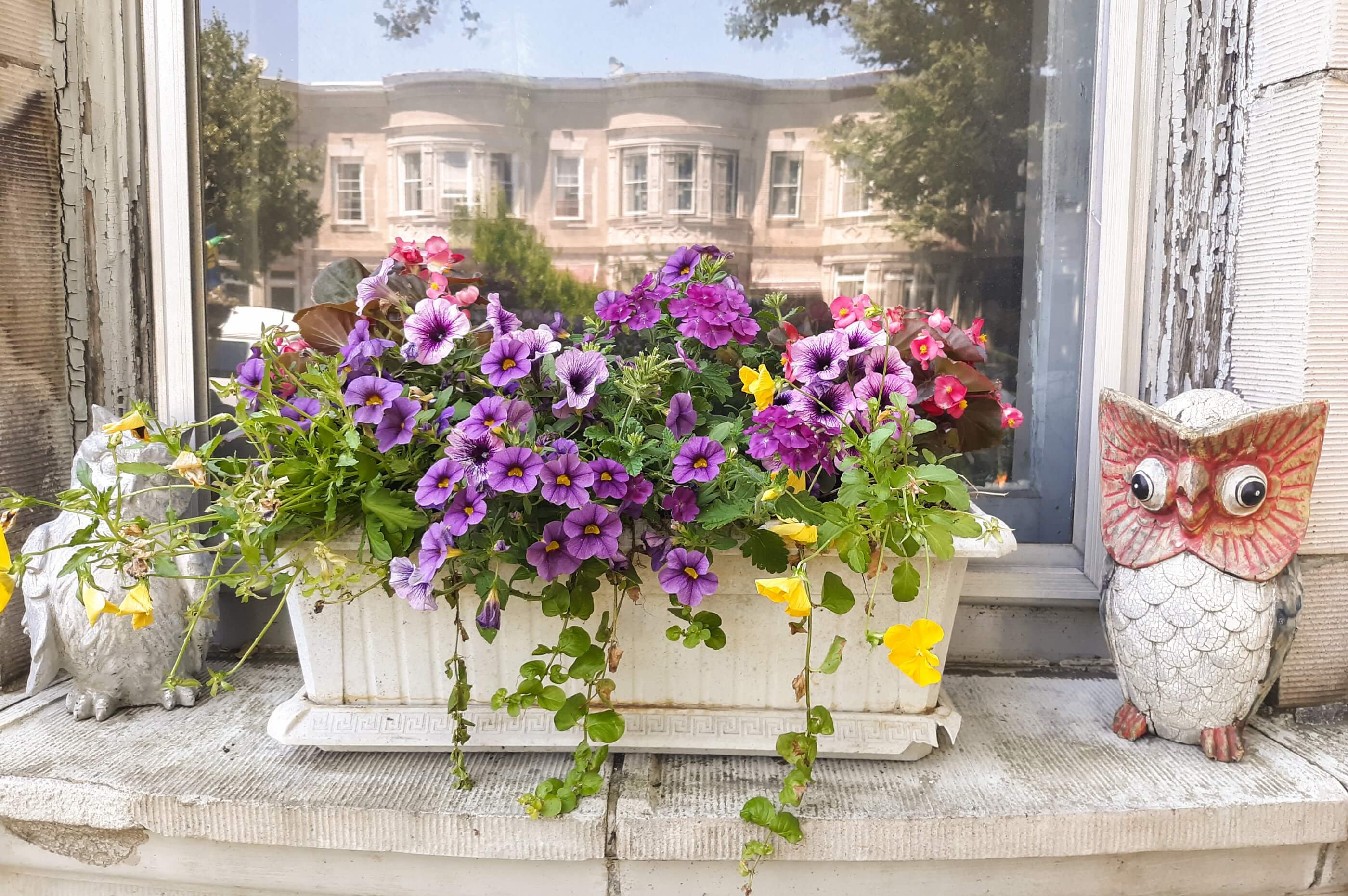 window box